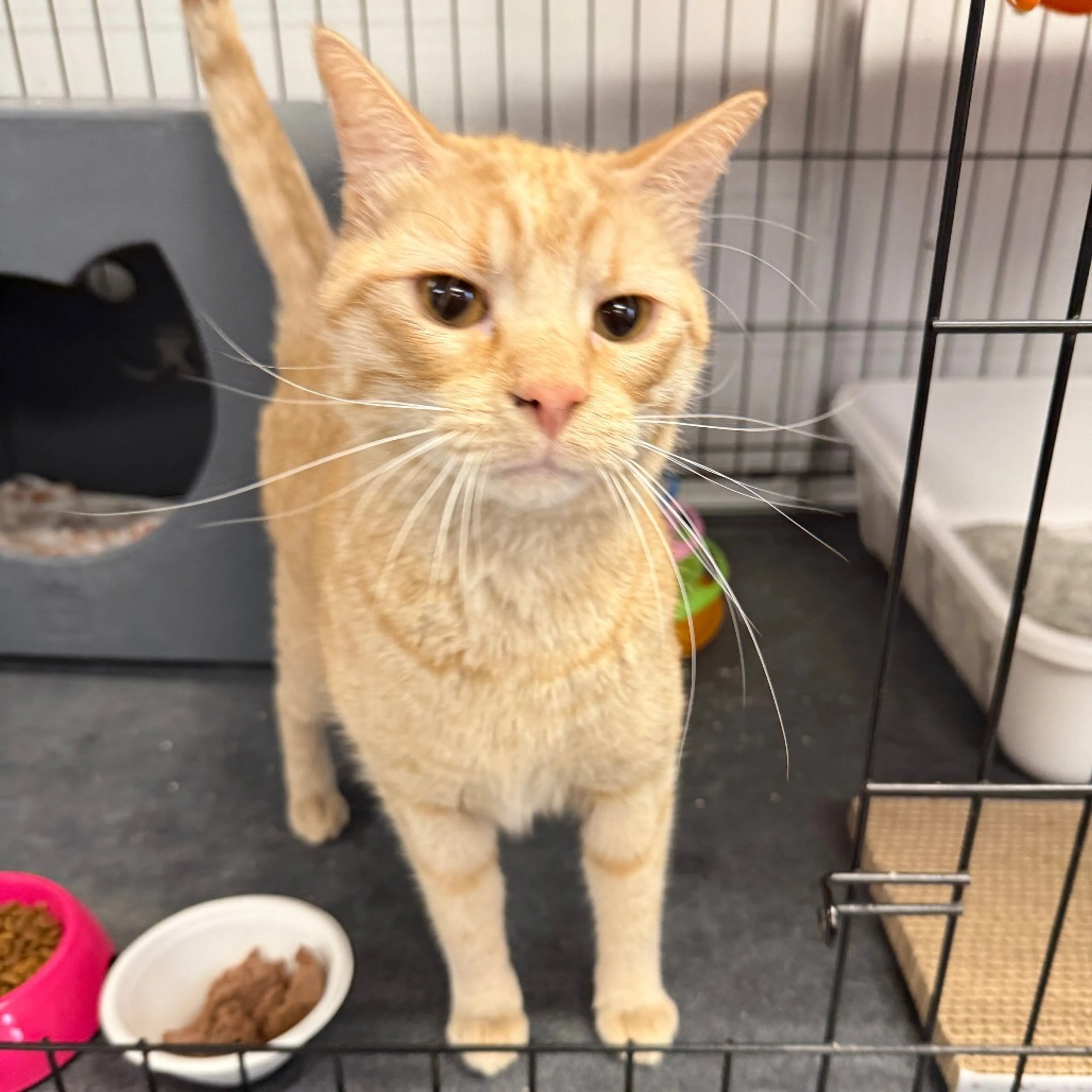Found pet
