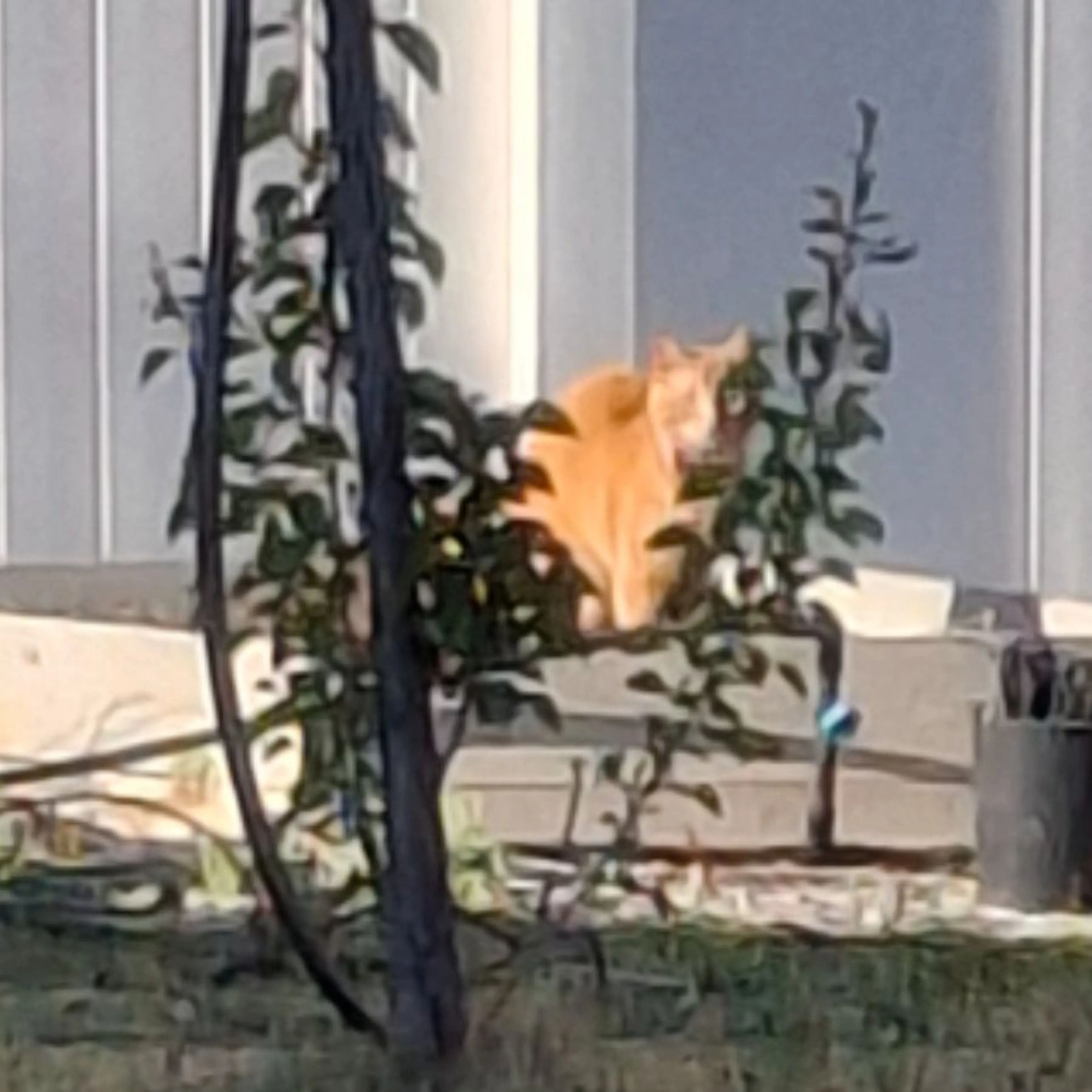 Found pet
