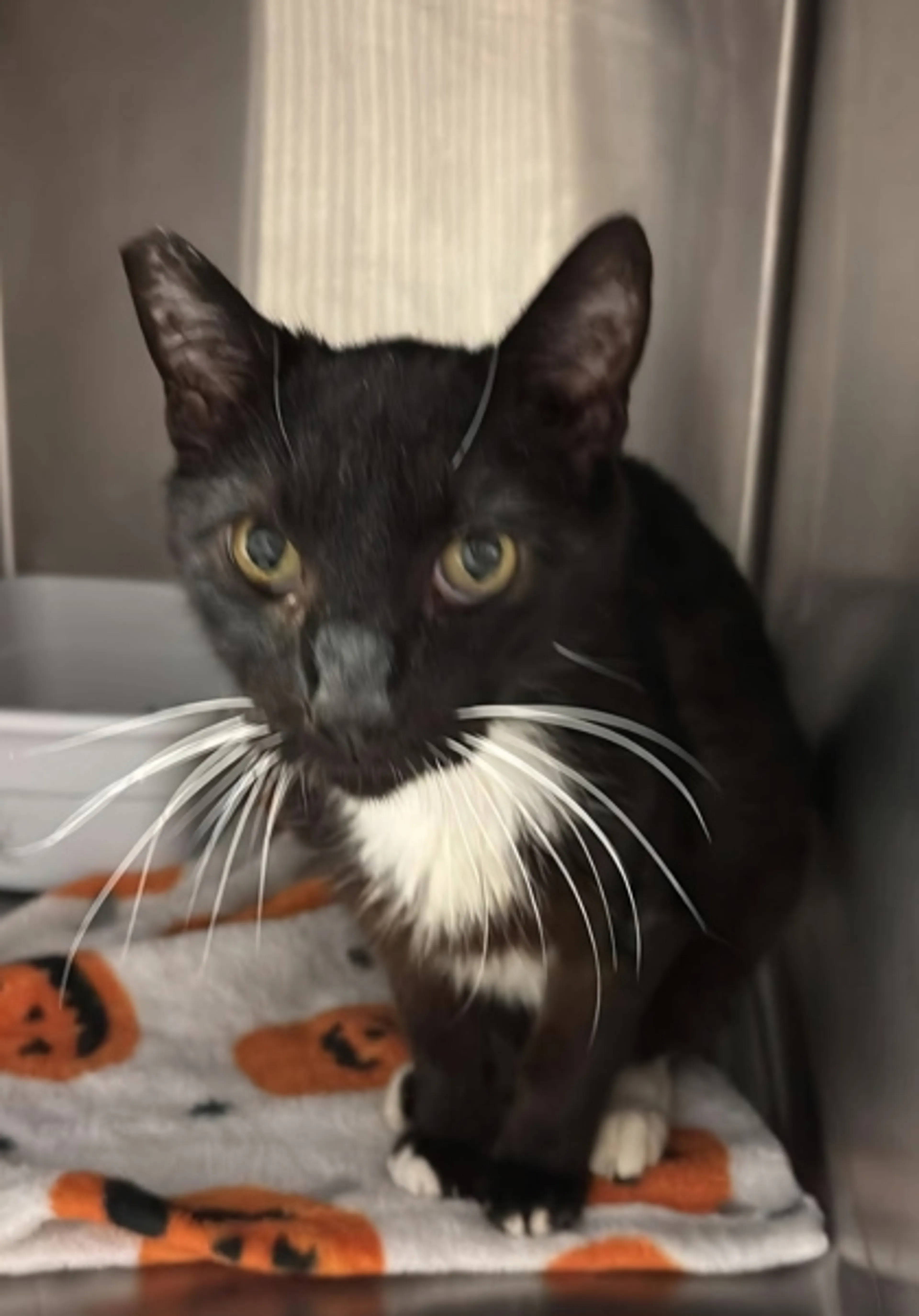 Found pet