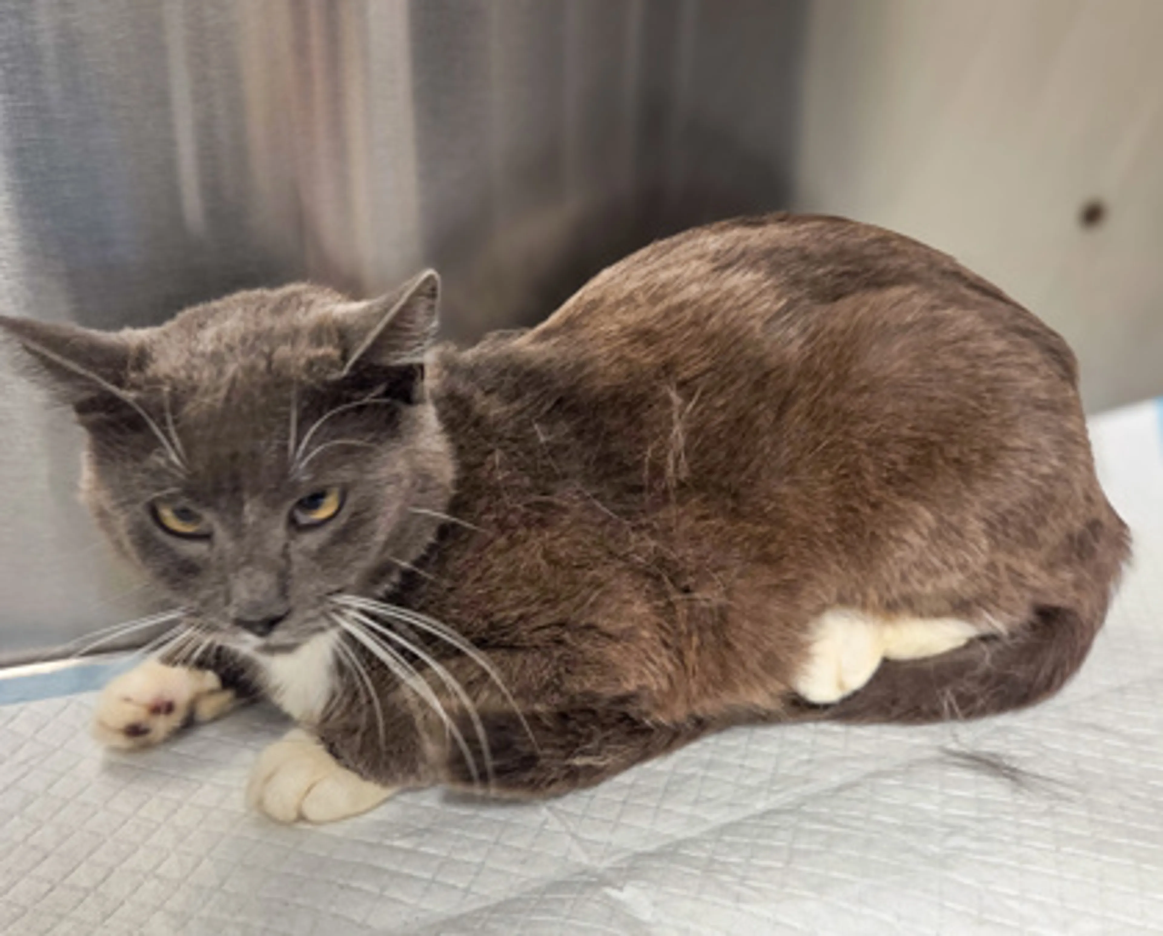 Found pet-1