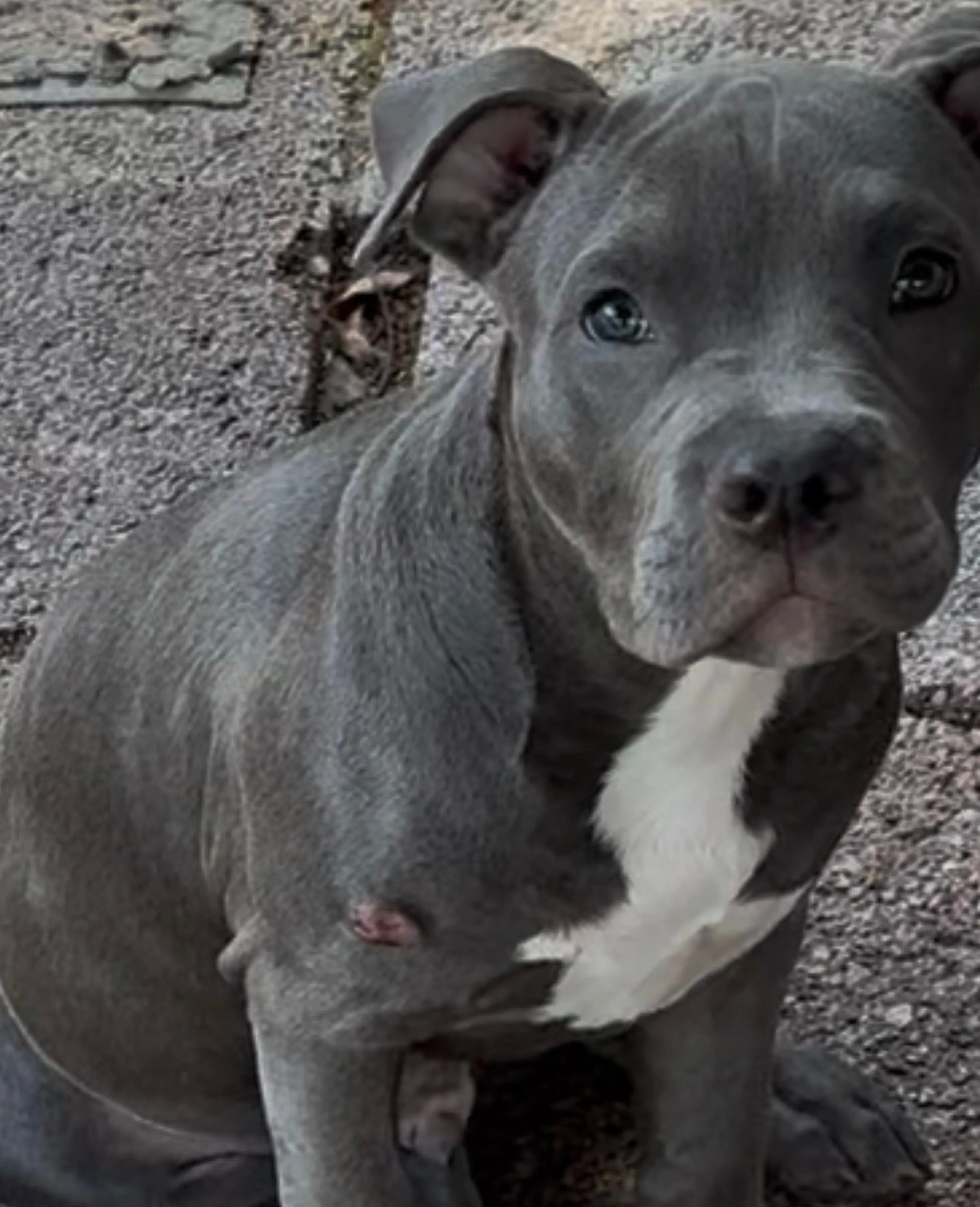 Lost pet