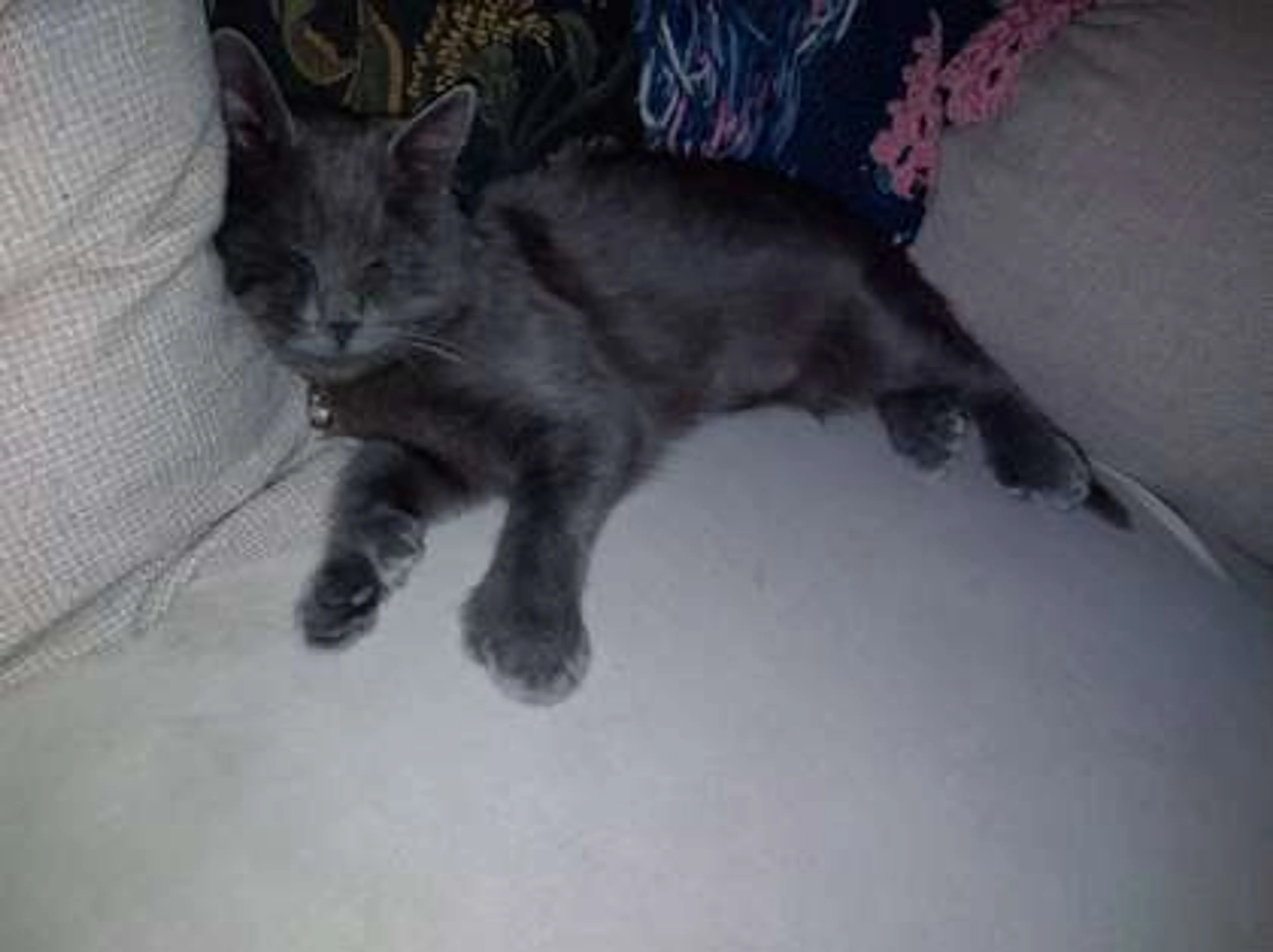 Found pet-0