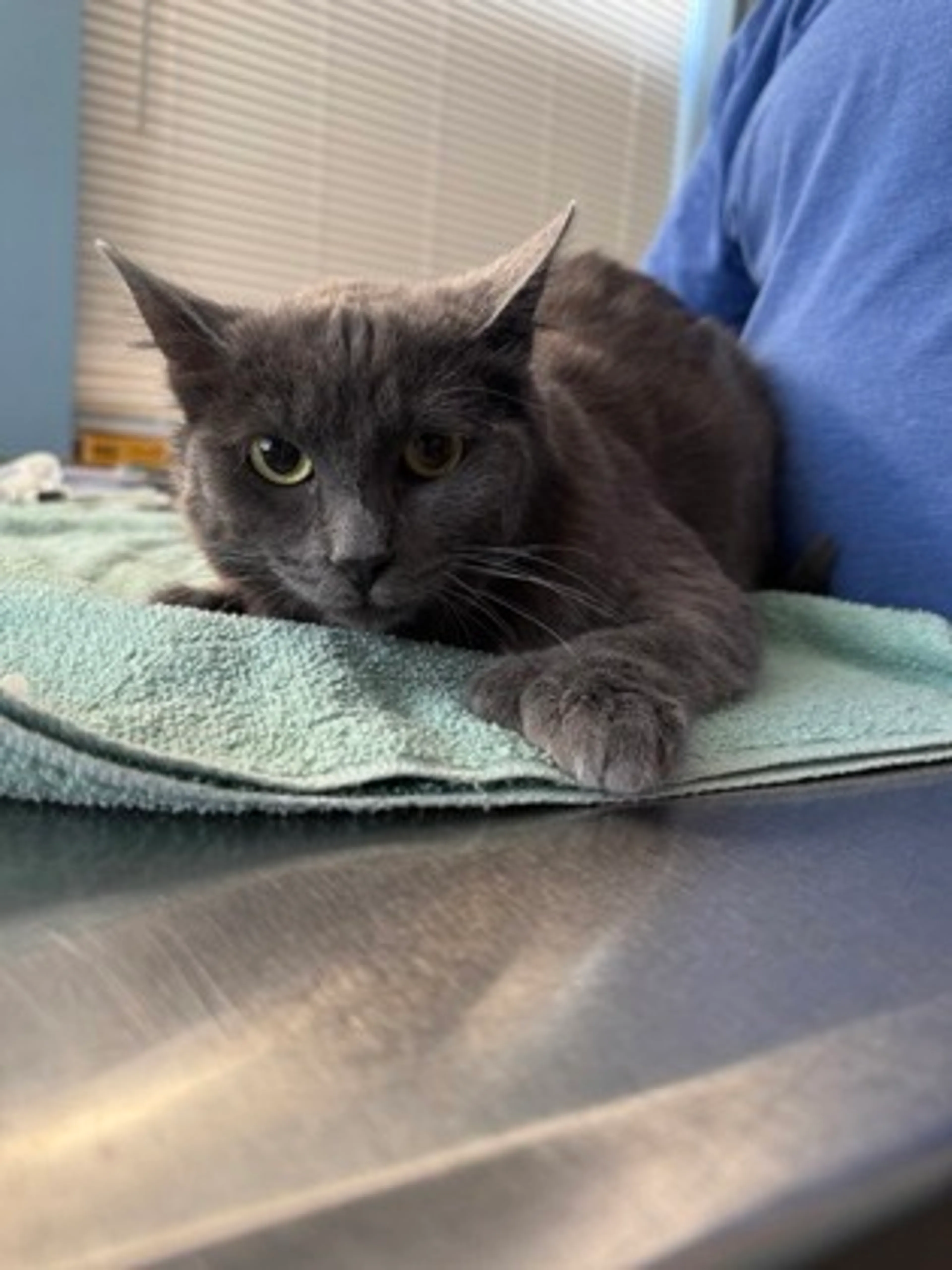 Found pet-2