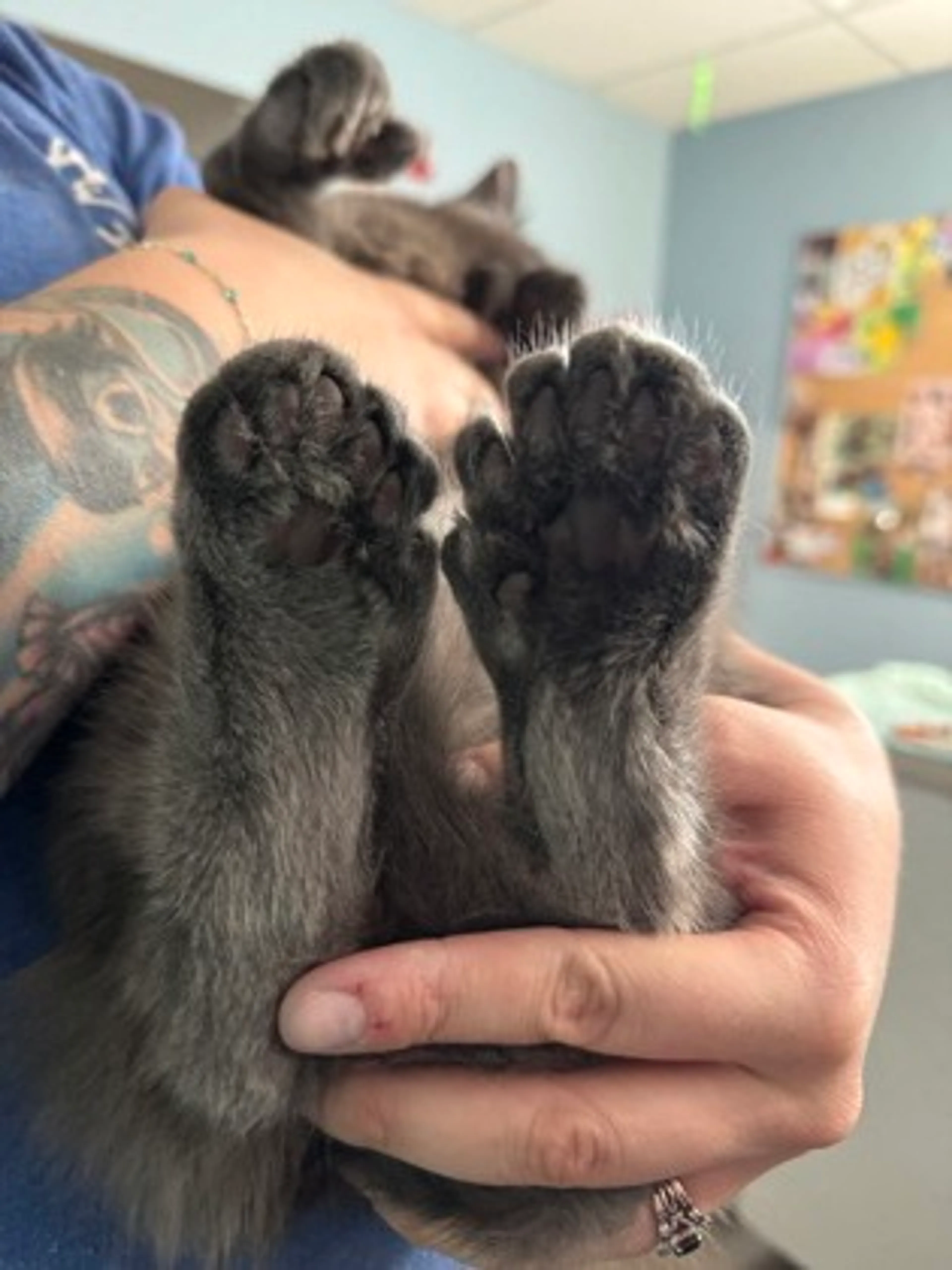Found pet-1