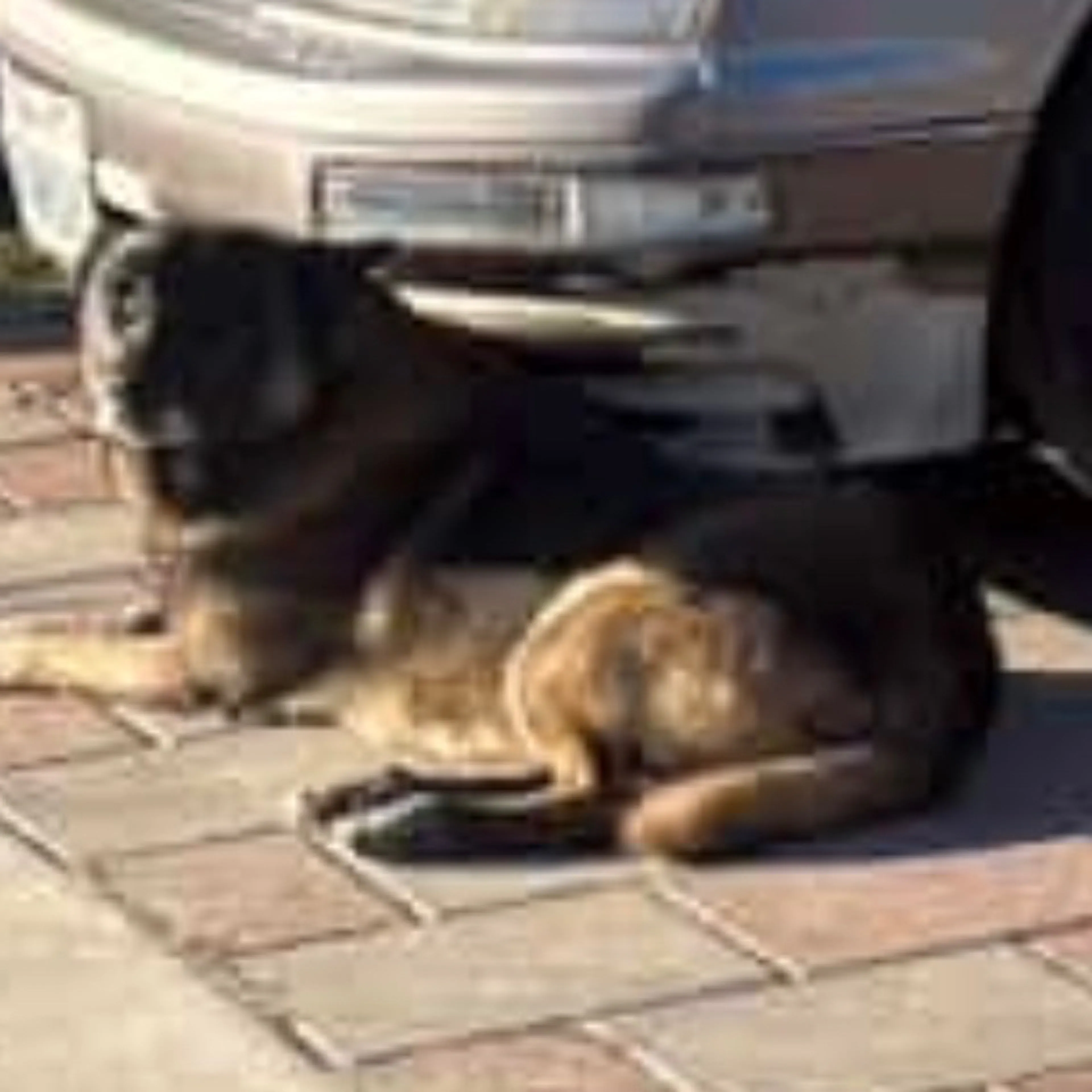 Lost pet-1