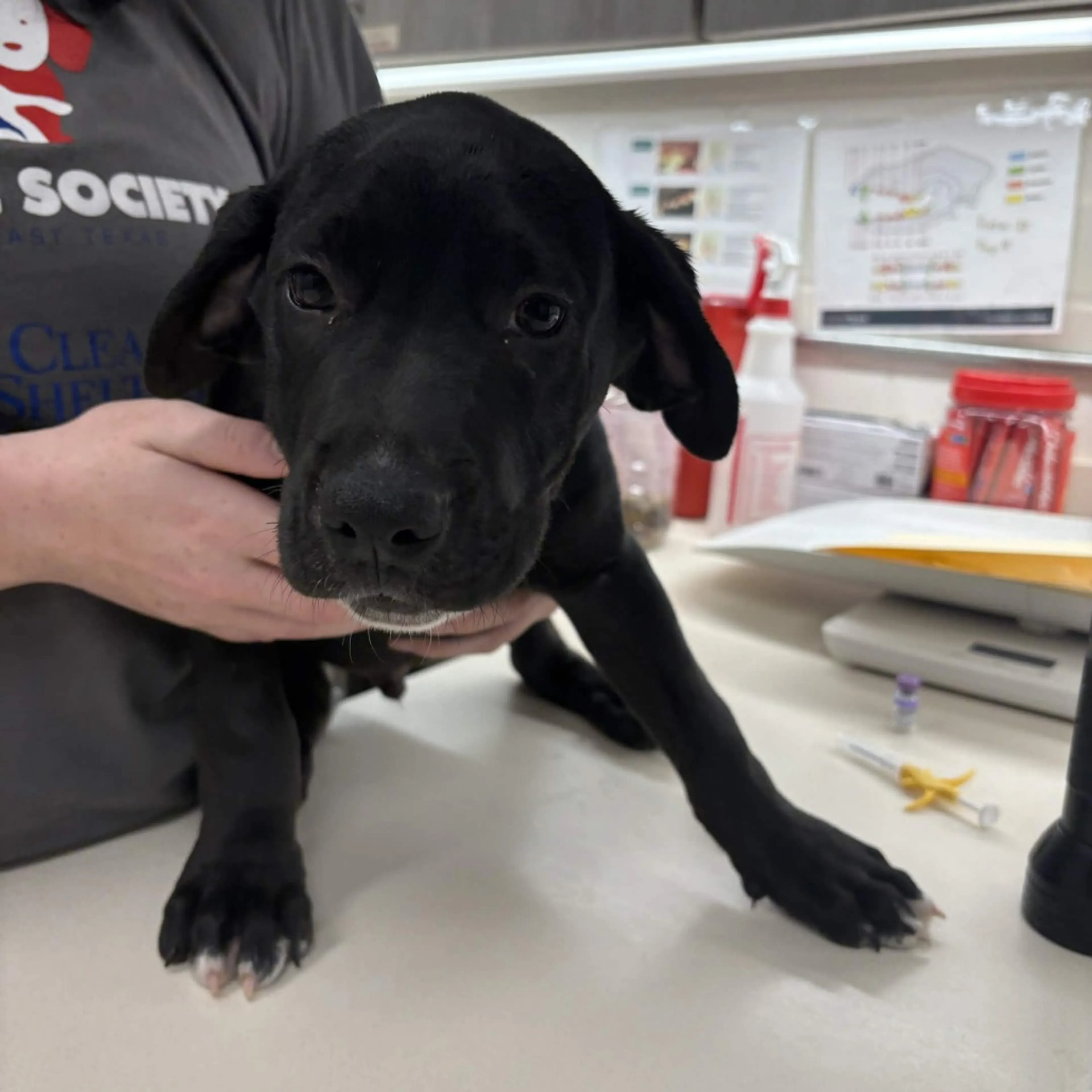 Found pet-1