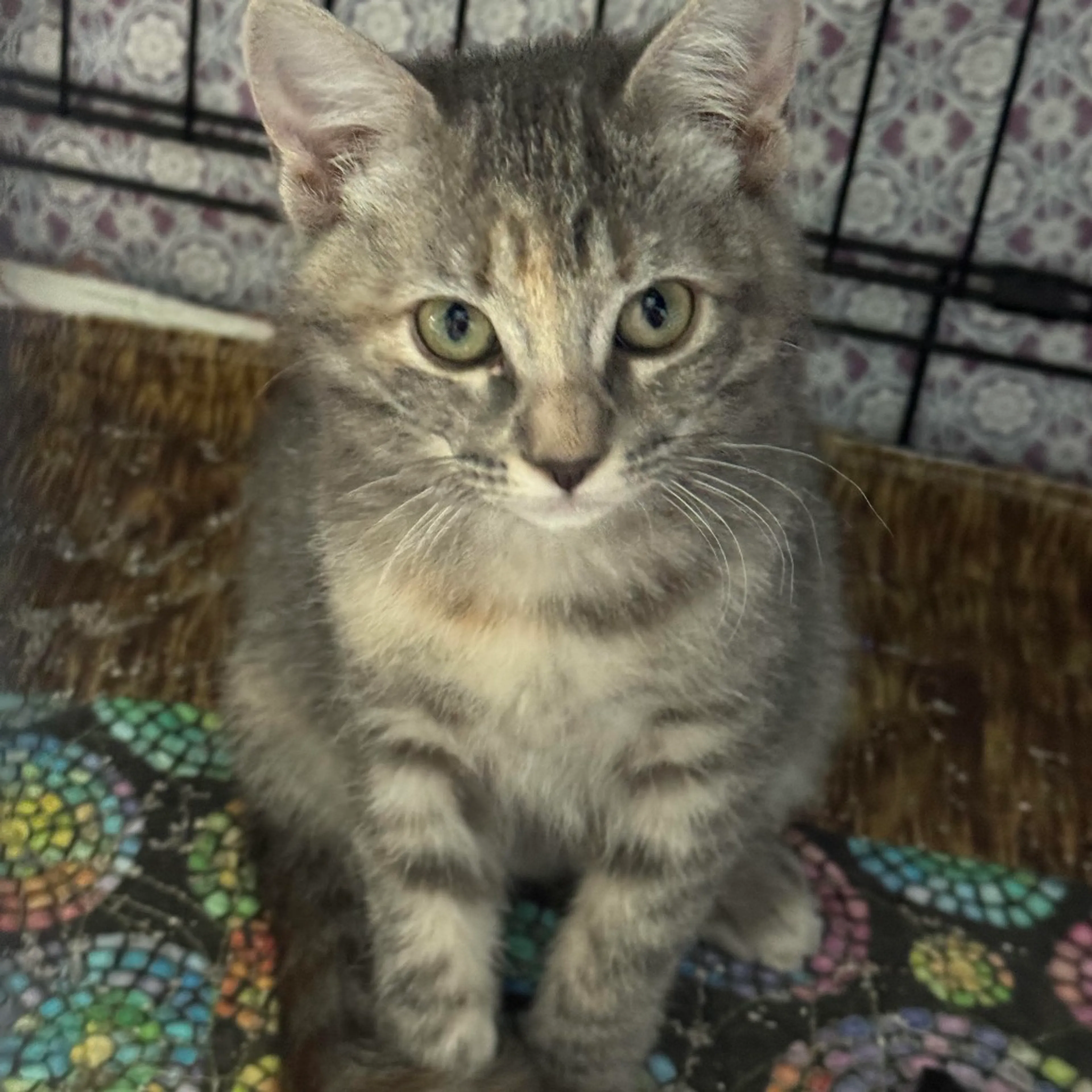 Found pet-1