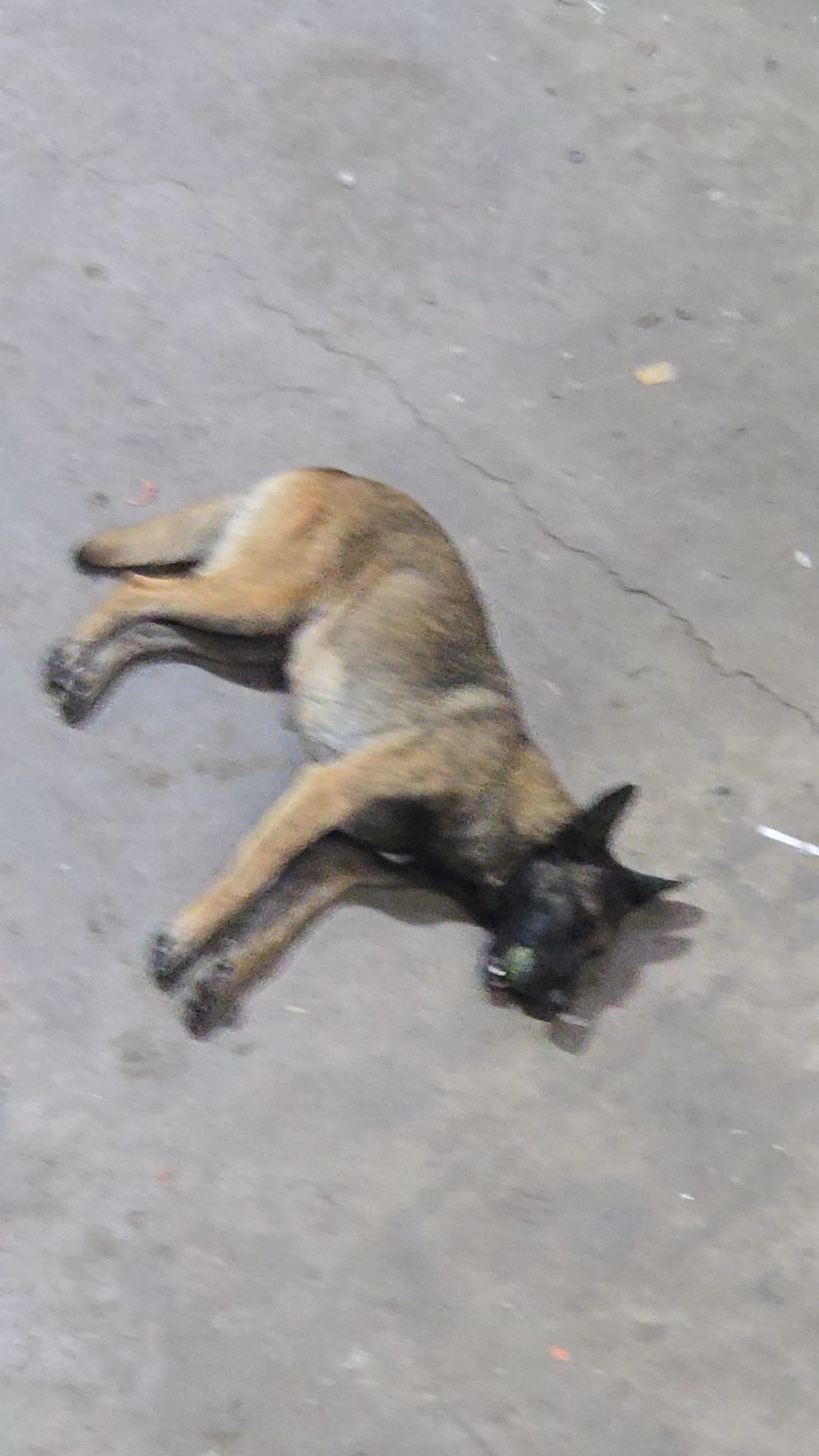 Lost pet-1