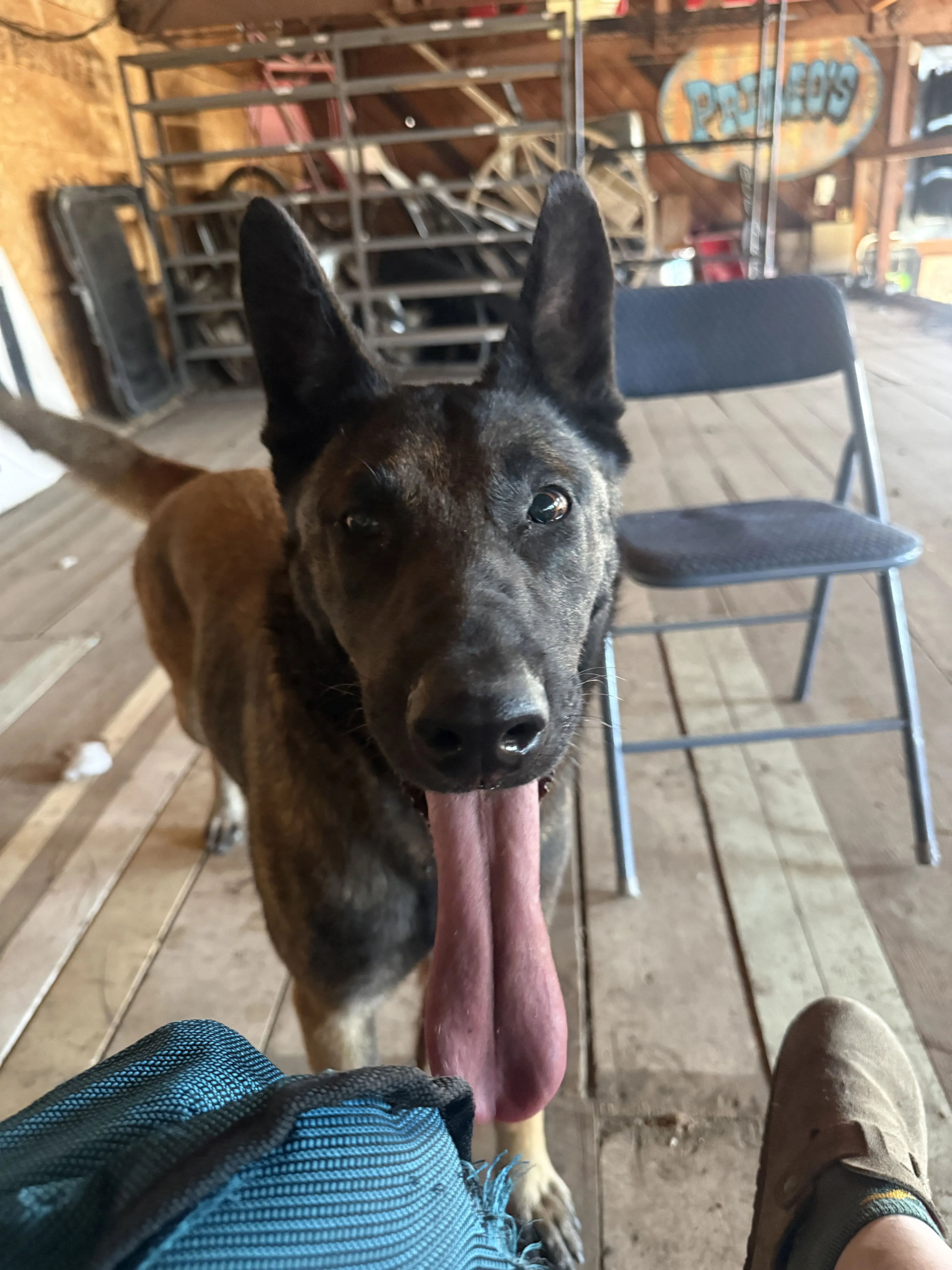 Lost pet-0