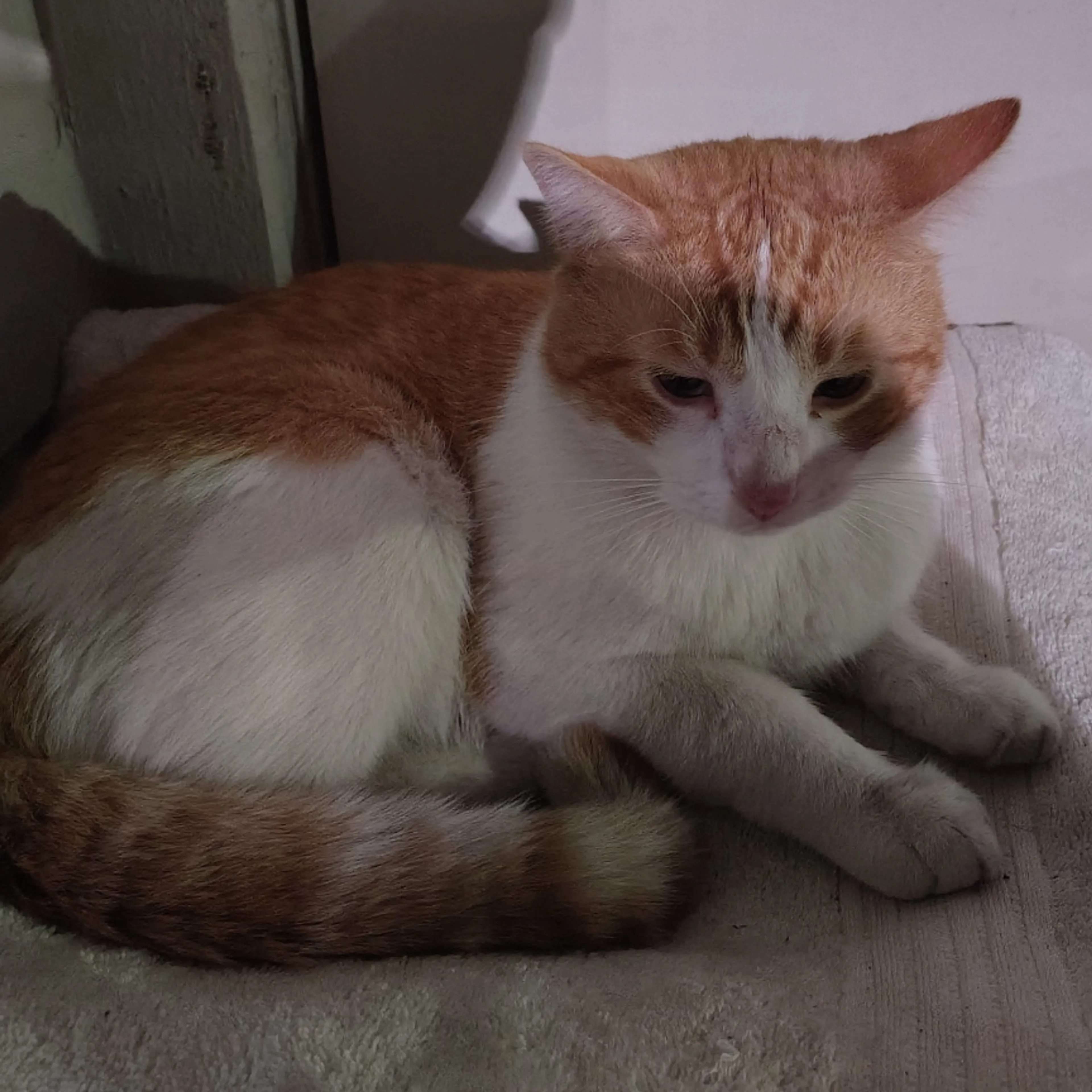 Lost pet-1