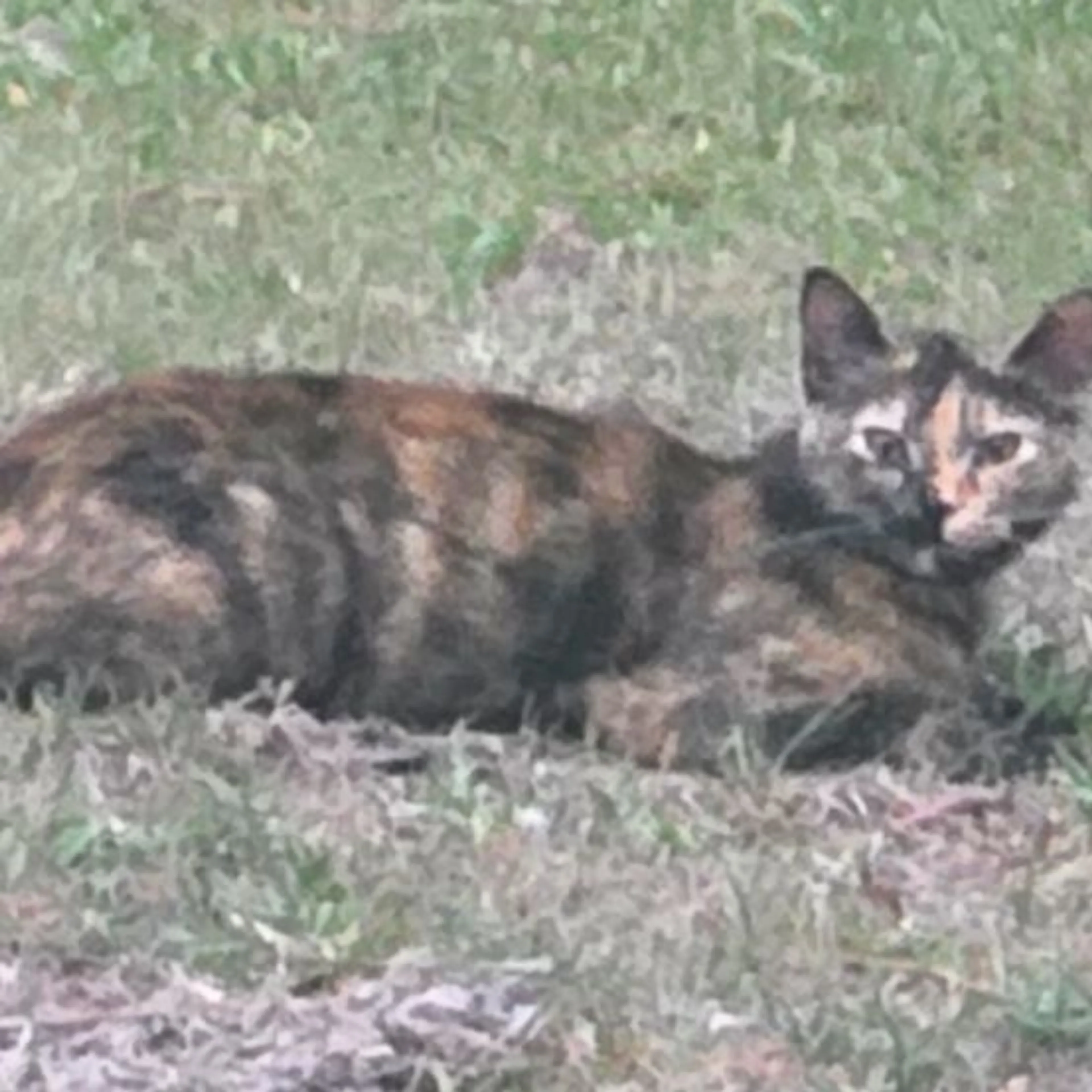 Lost pet