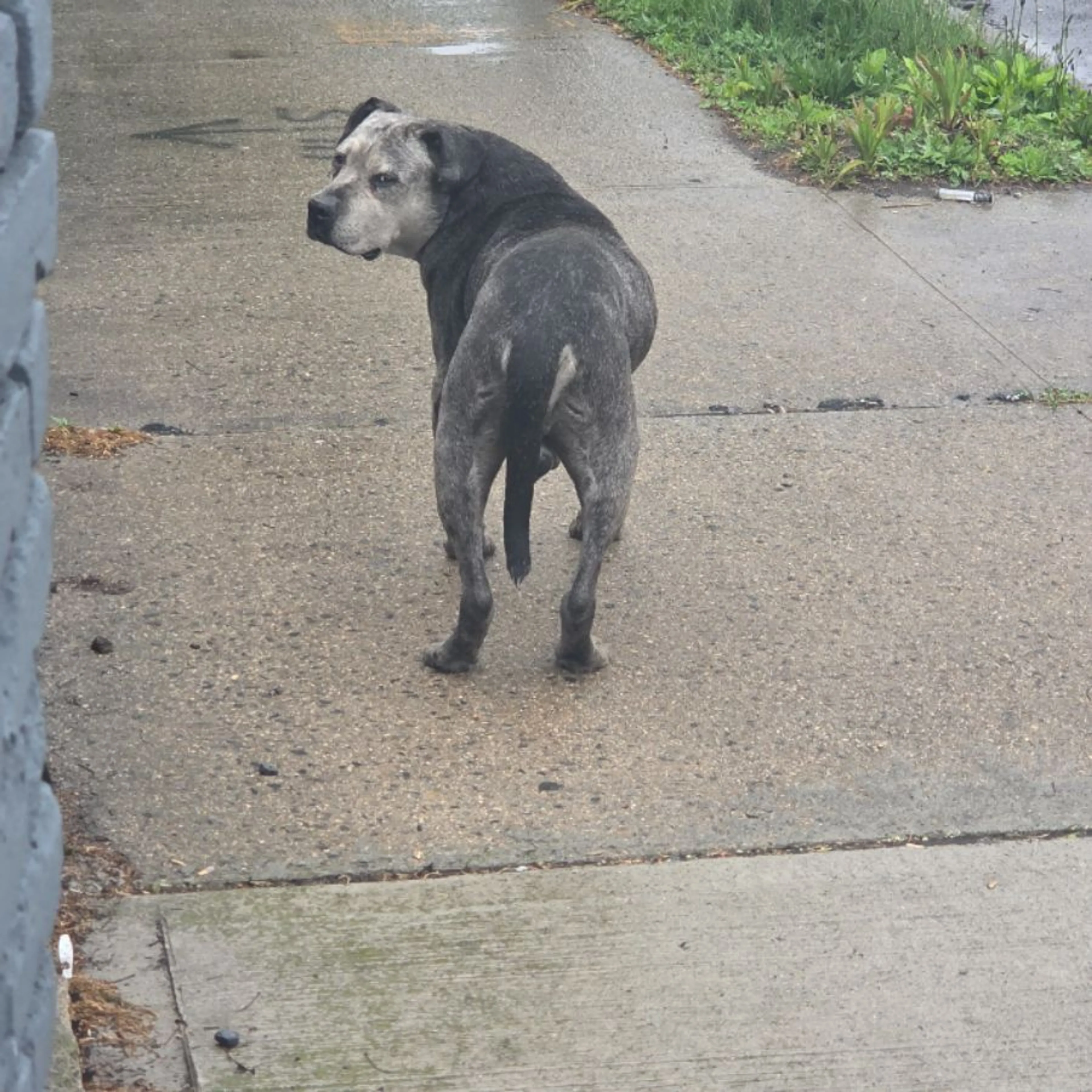 Found pet
