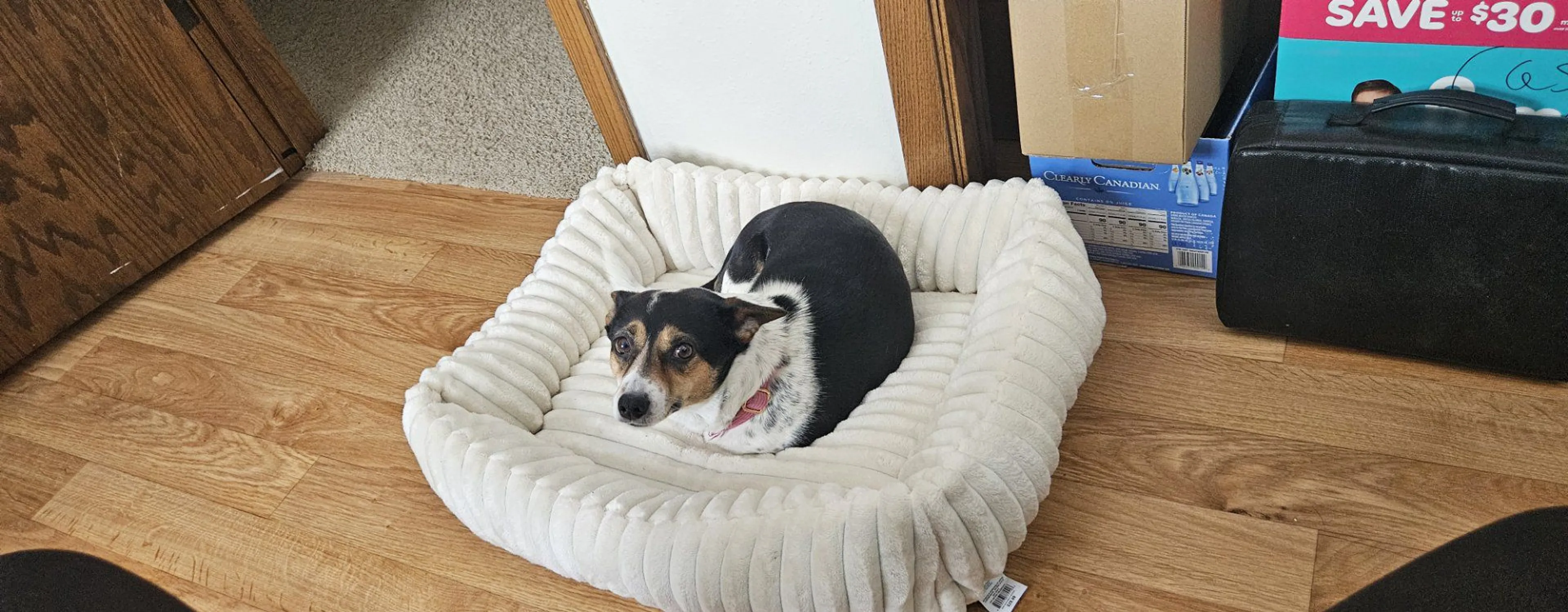 Lost pet-1