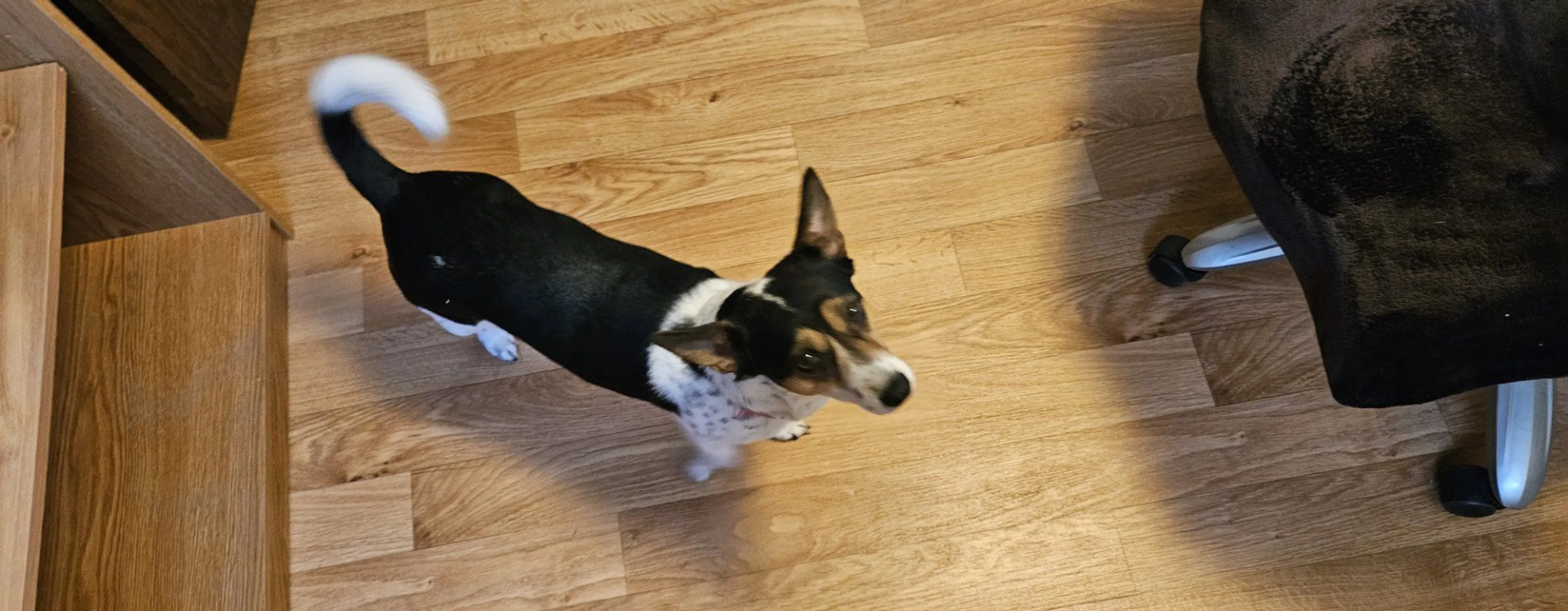 Lost pet-0