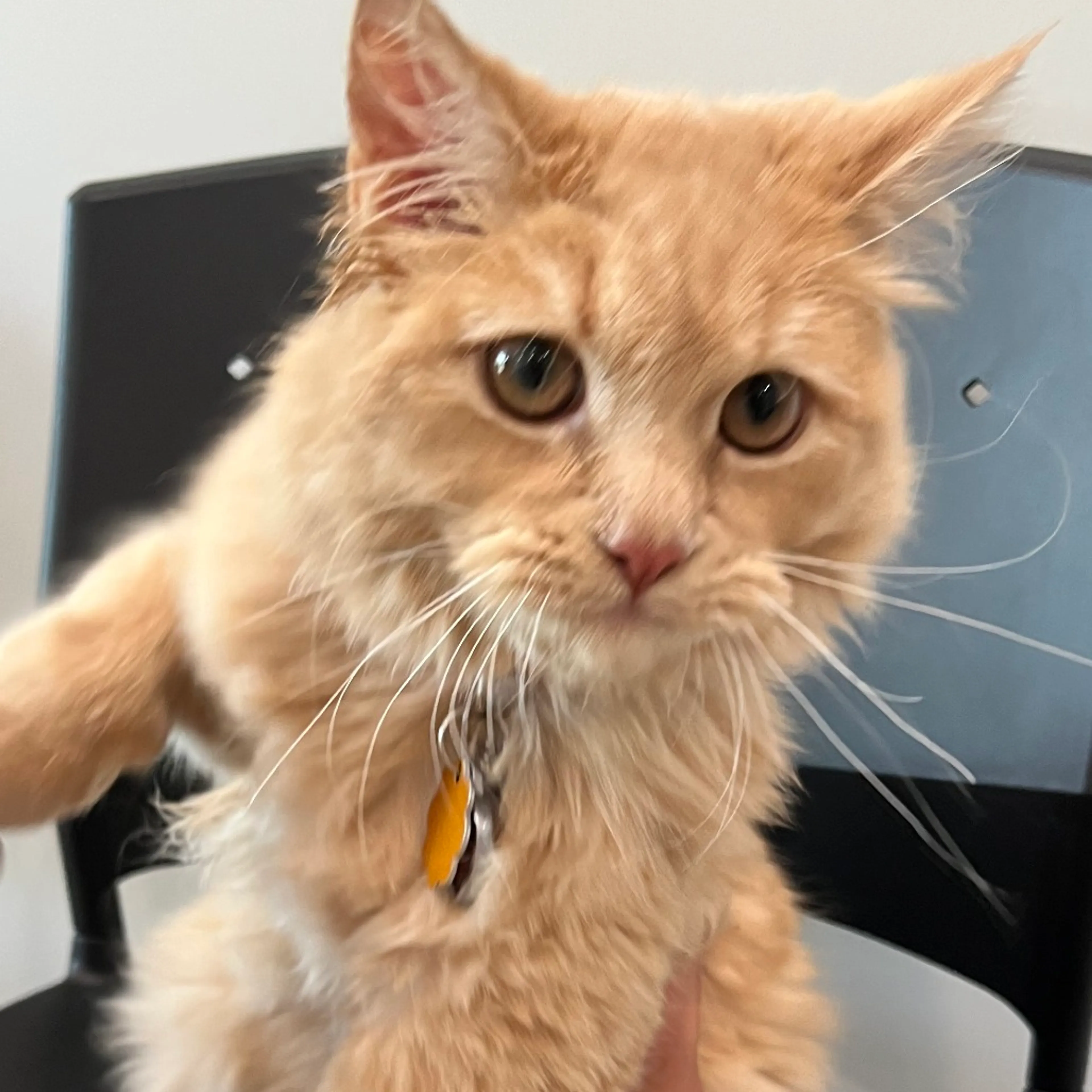 Found pet