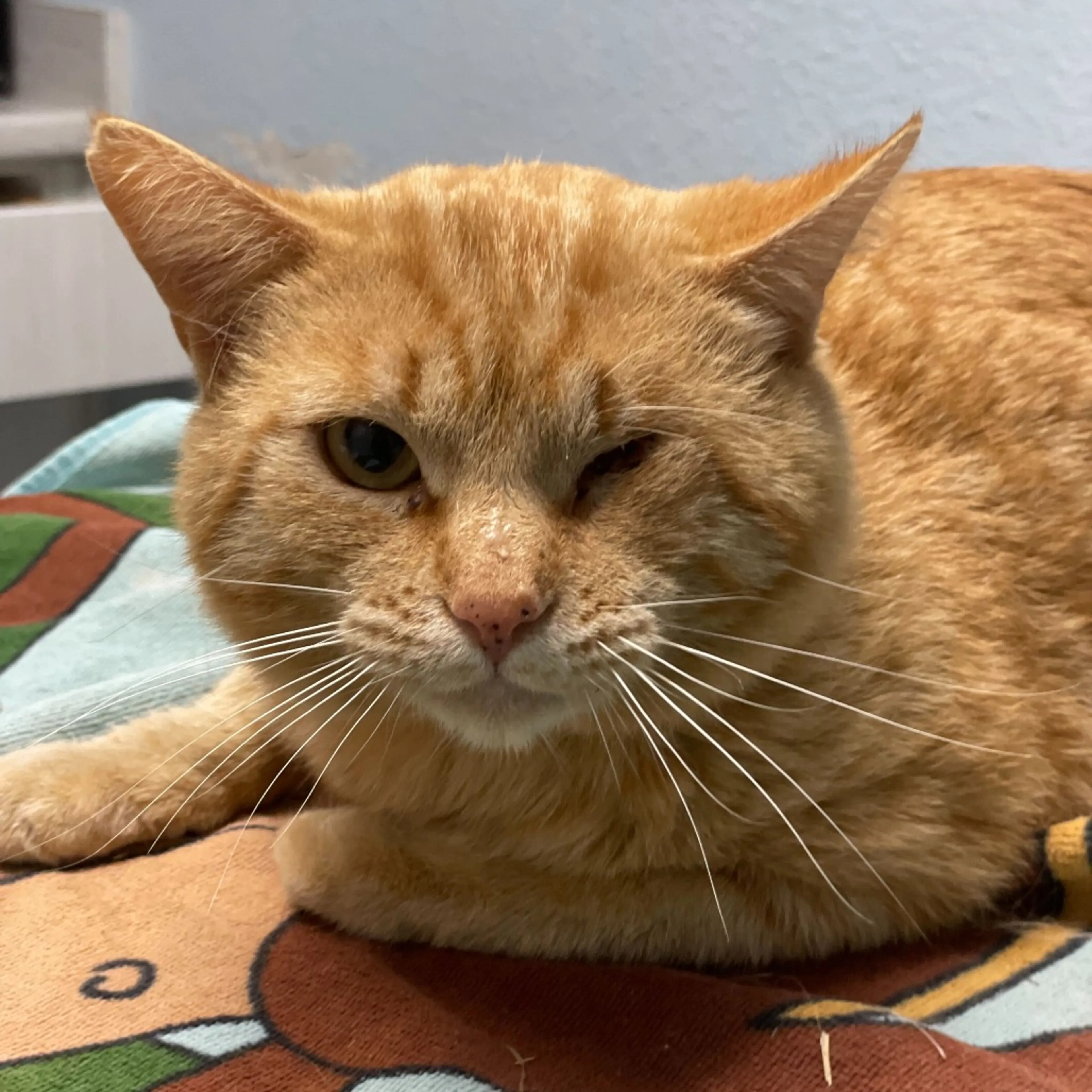 Found pet