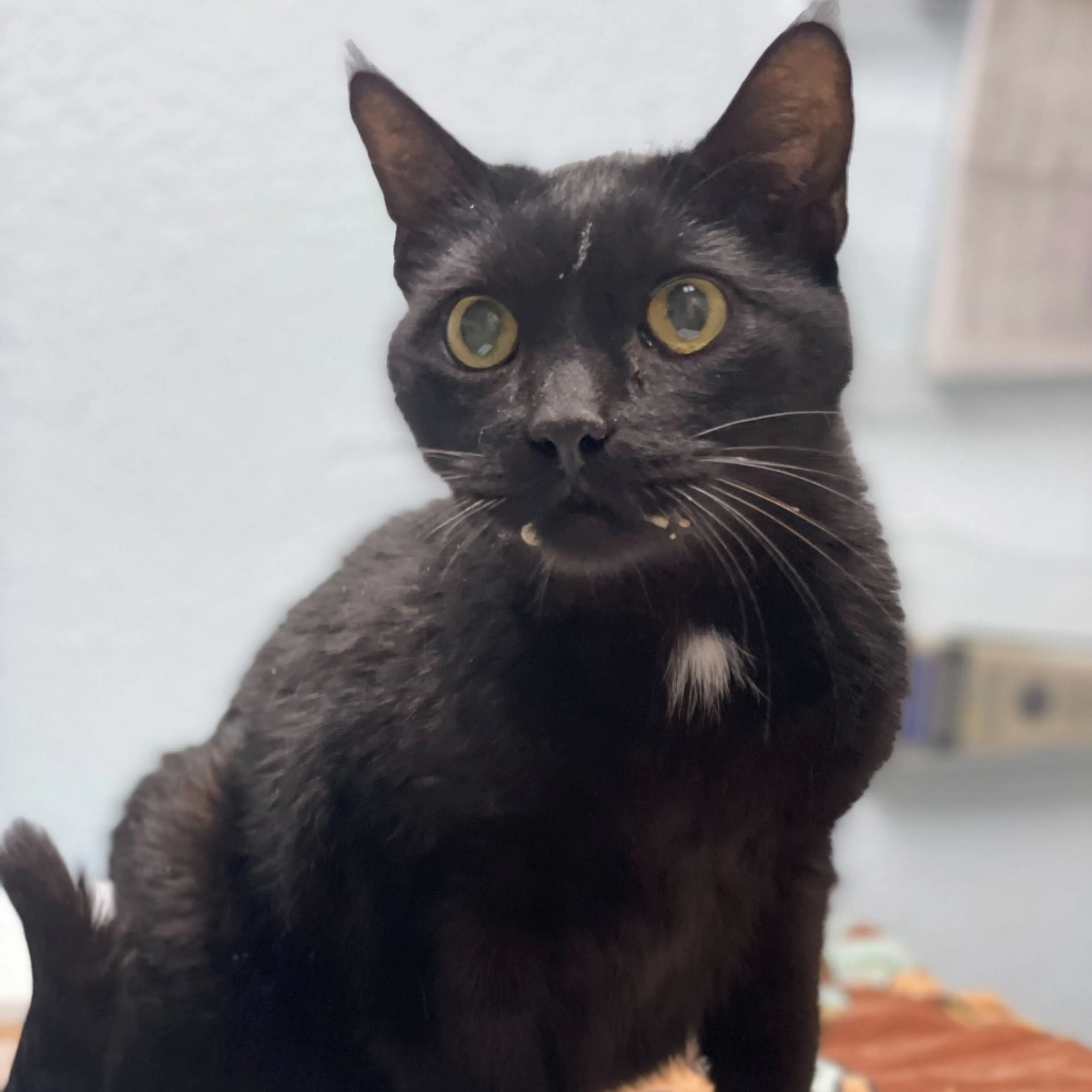 Found pet