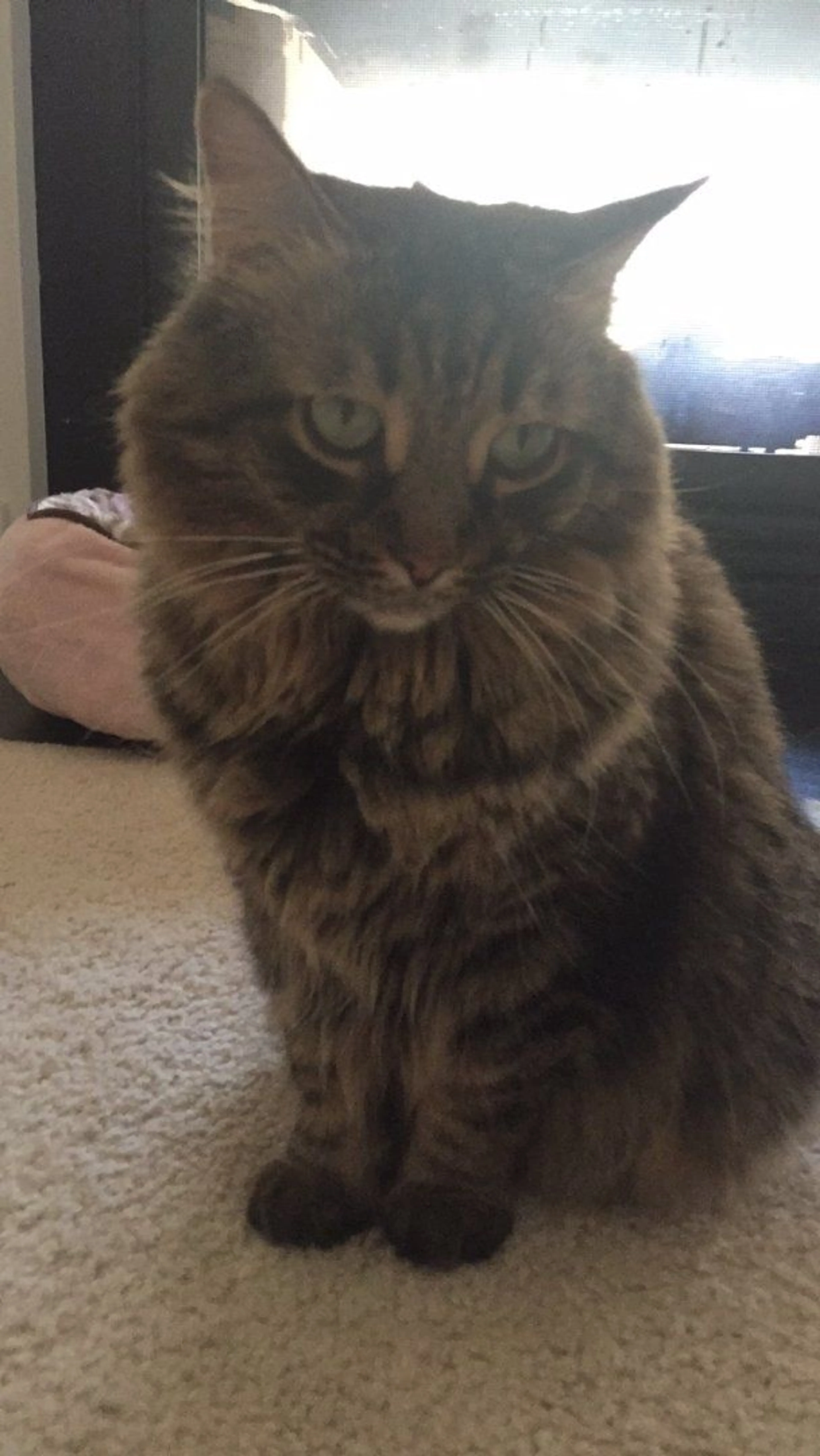 Lost pet-0