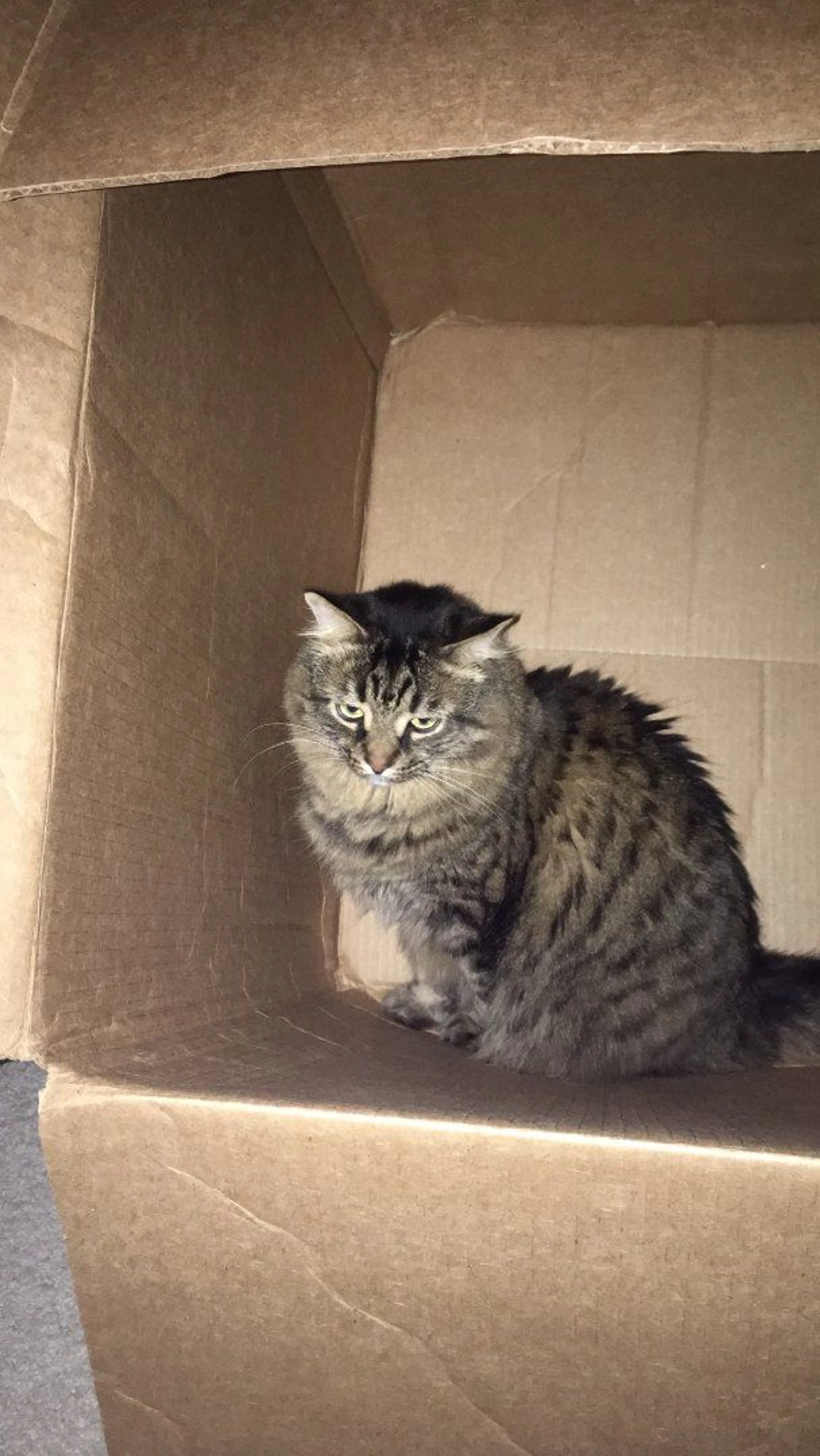Lost pet-1