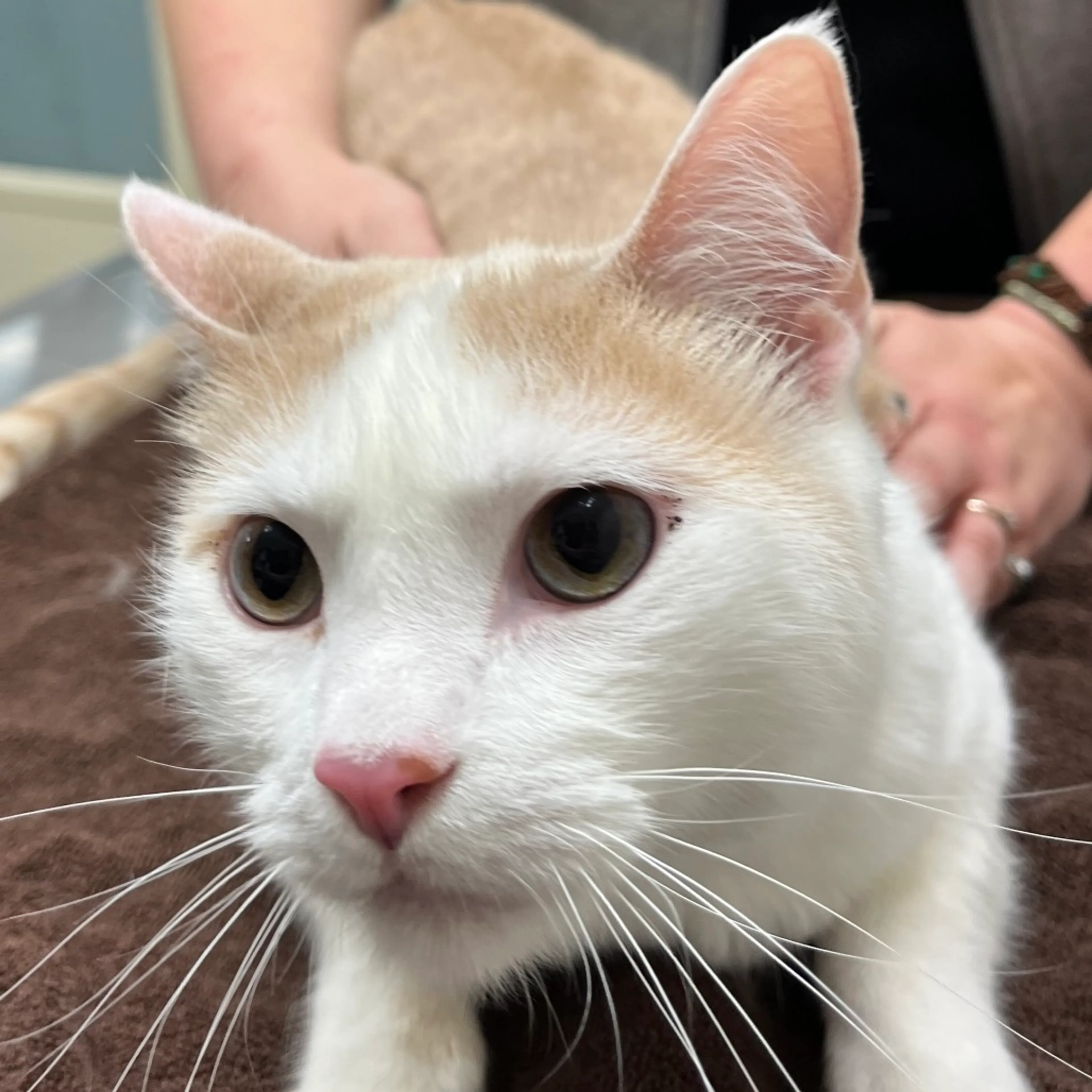 Found pet-2