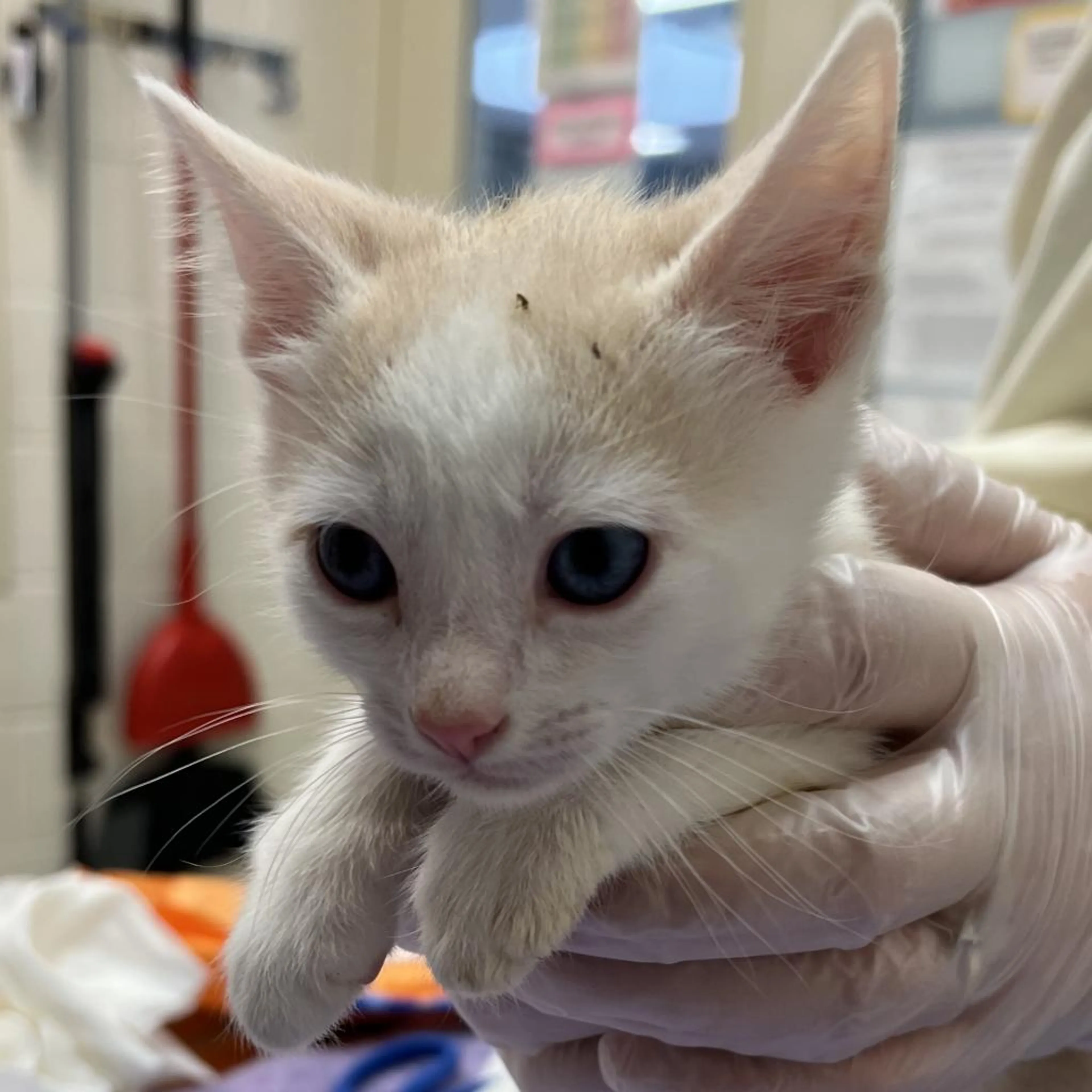 Found pet-1
