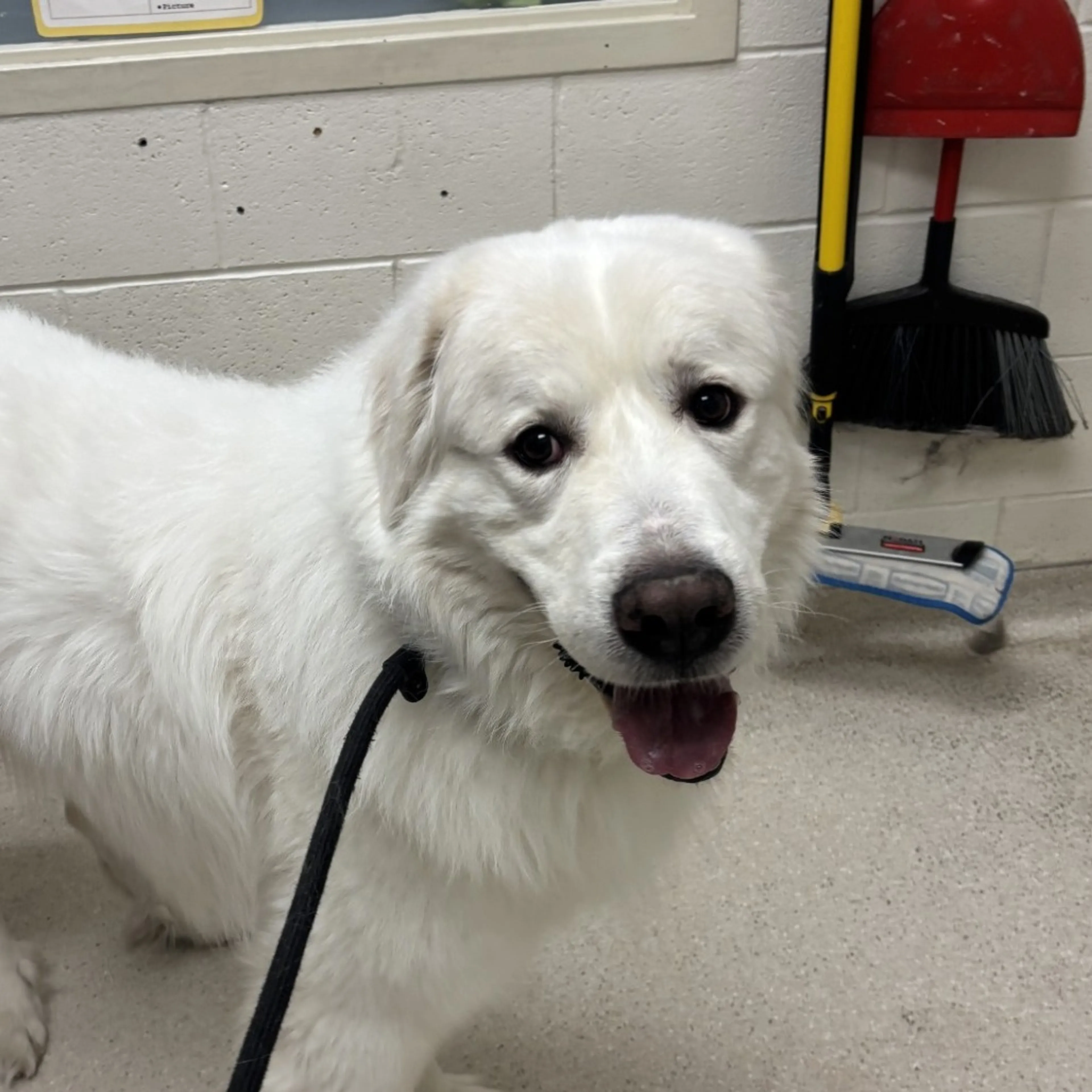 Found pet-1