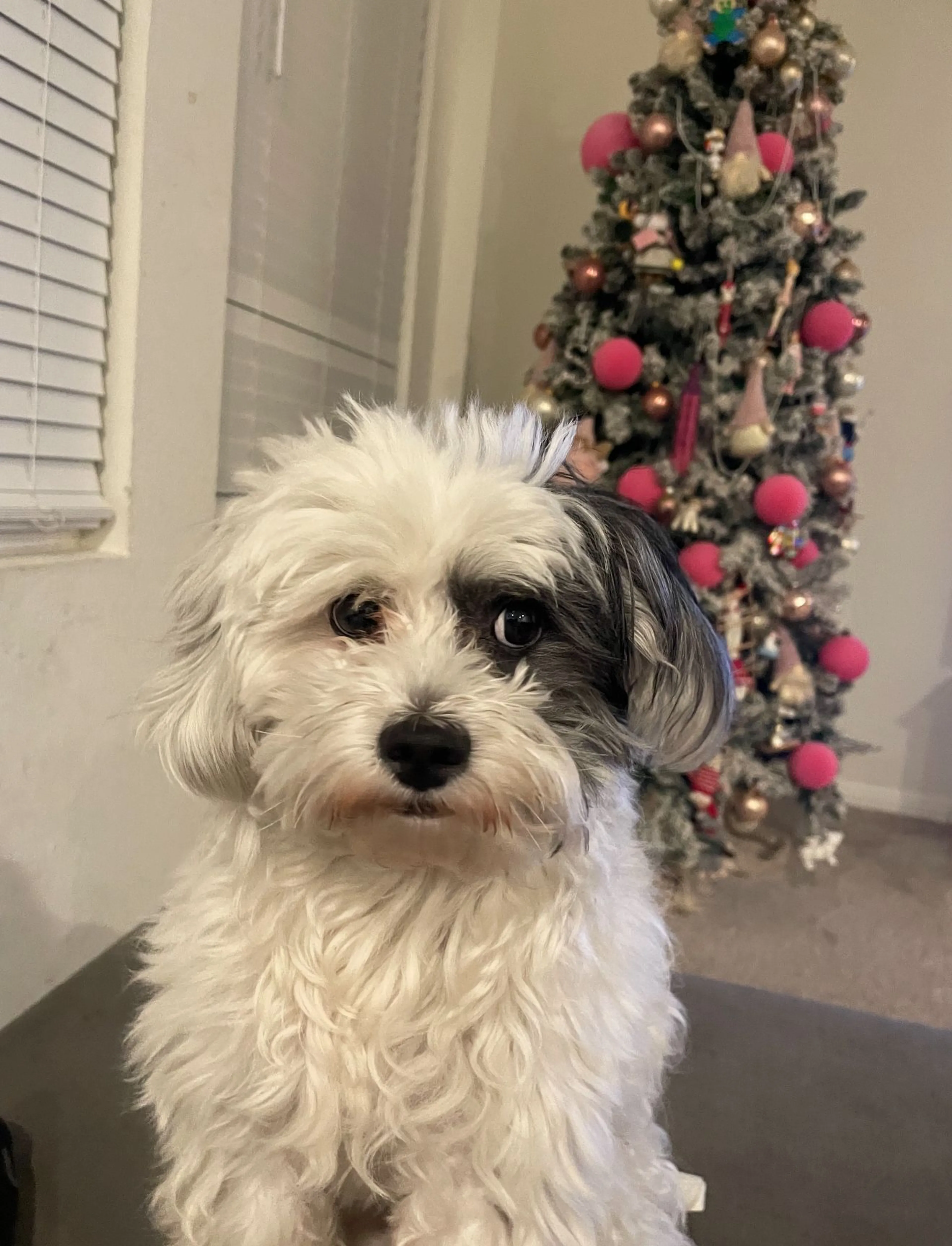 Lost pet