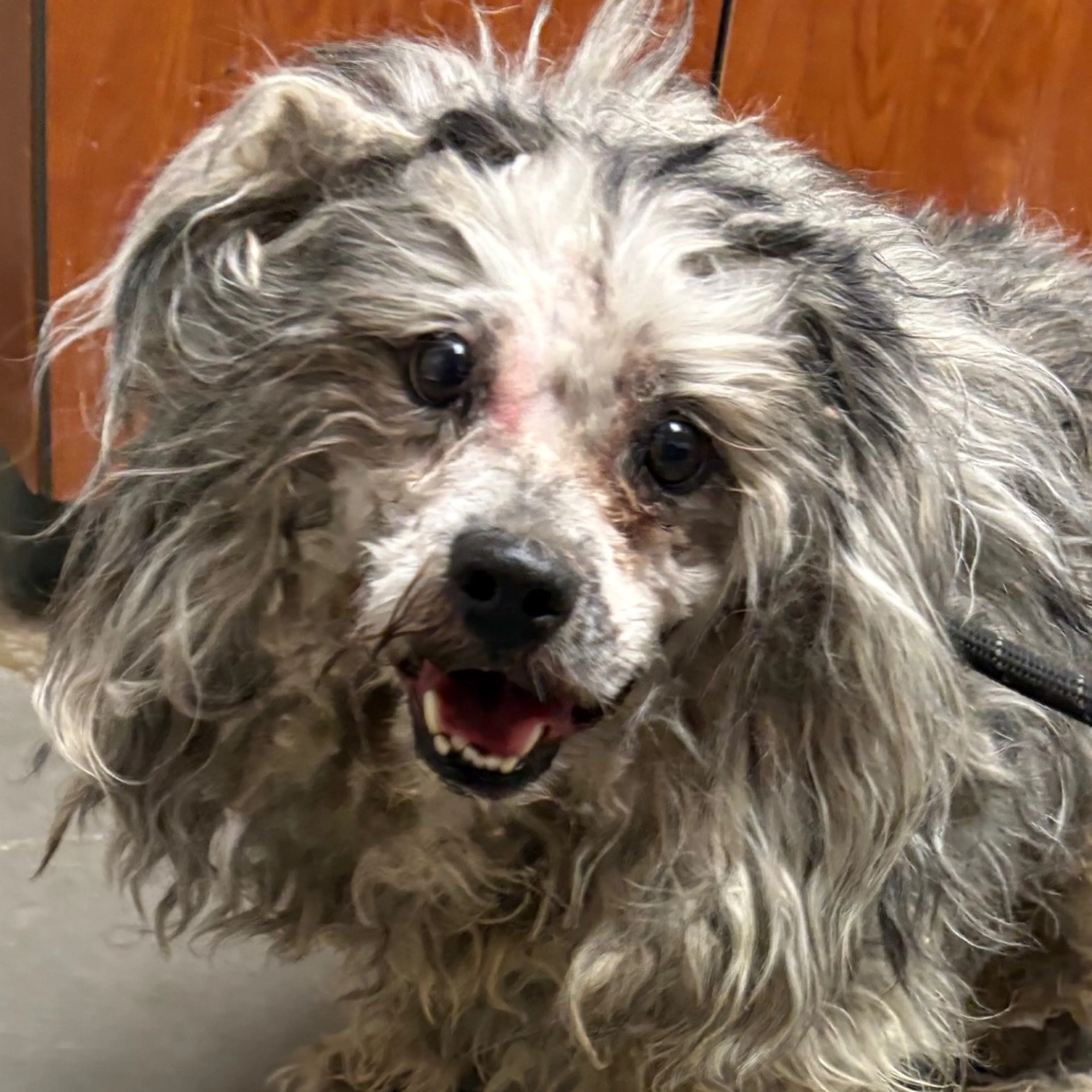 Found pet