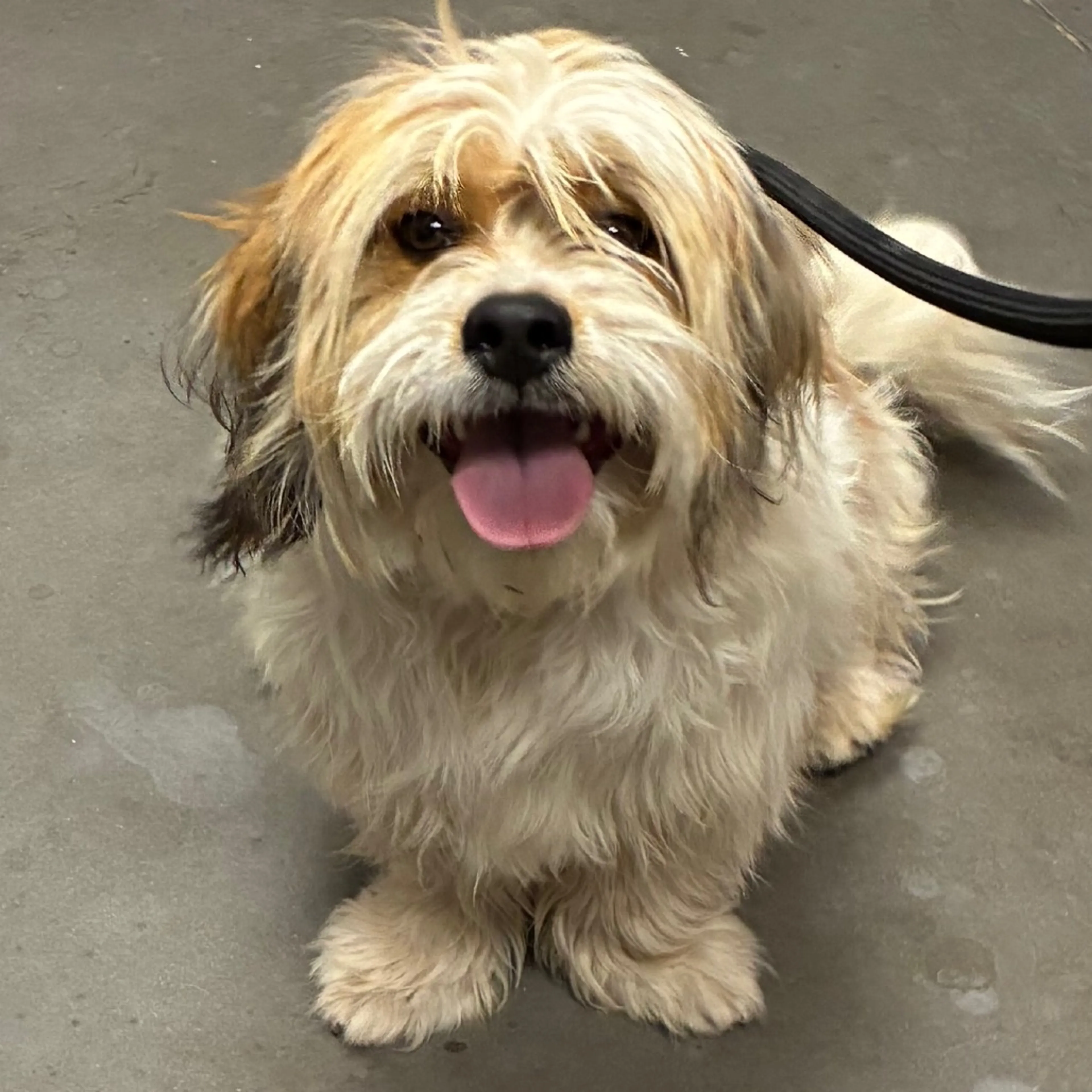 Found pet