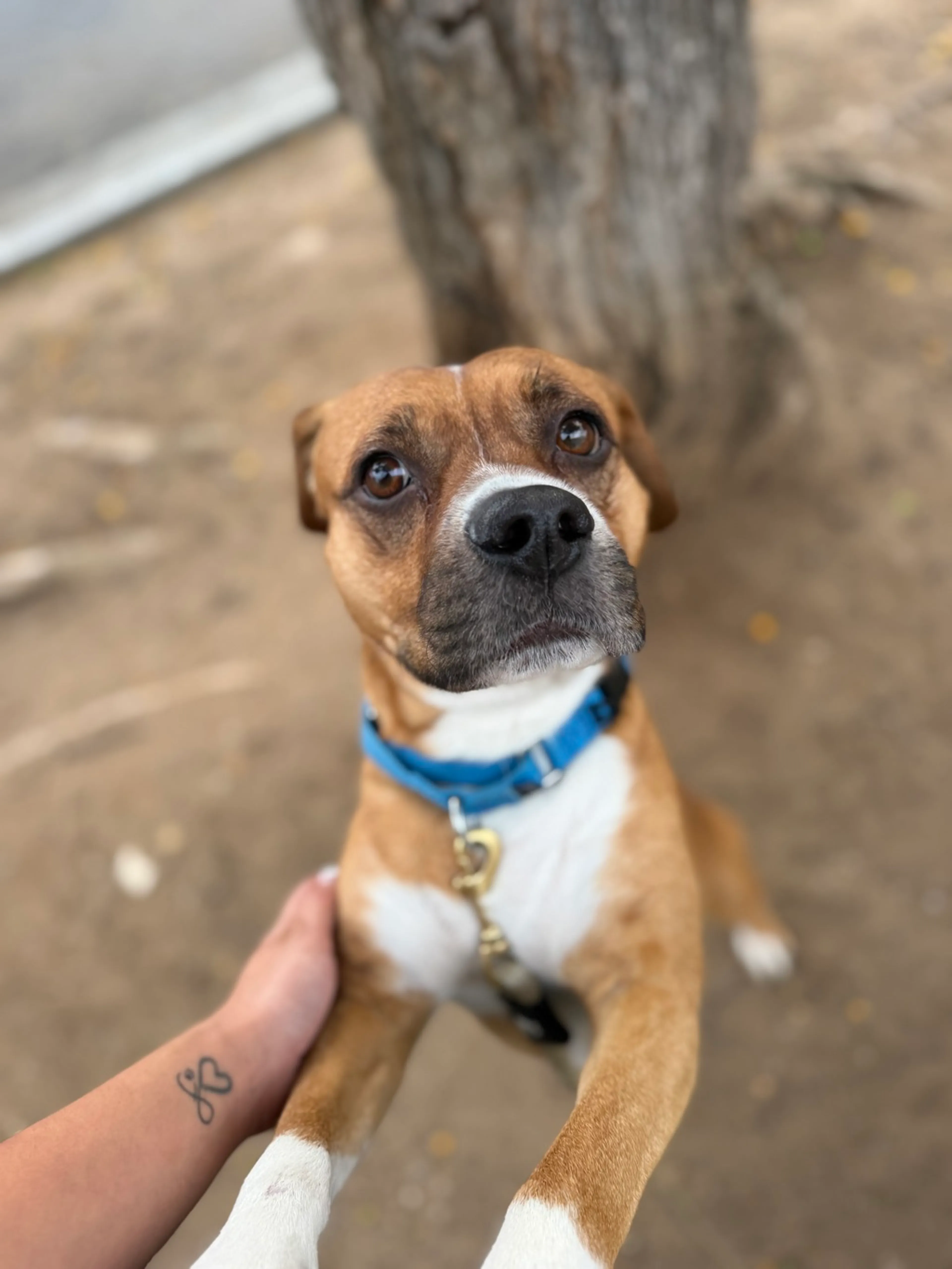 Found pet-1