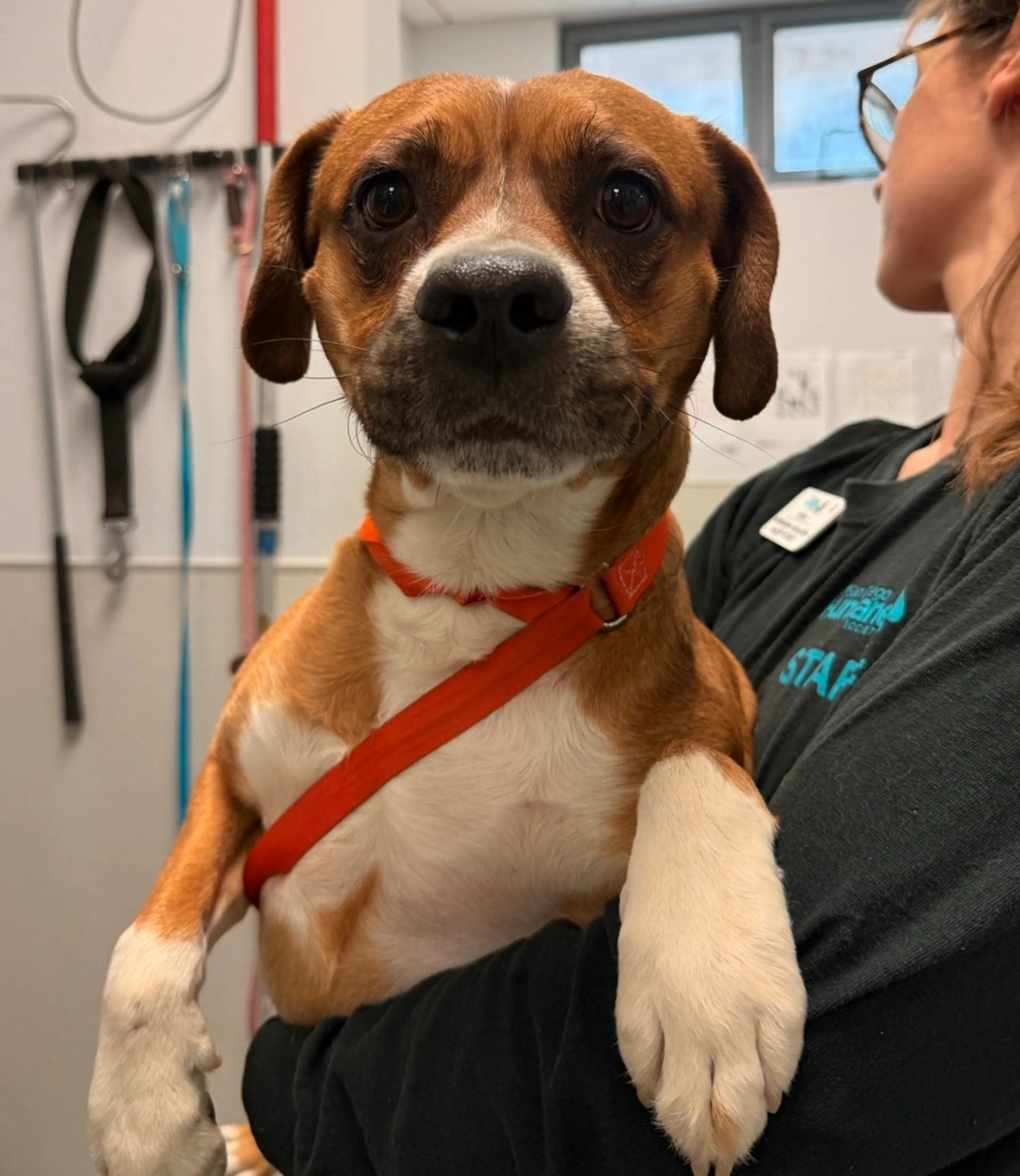 Found pet-2