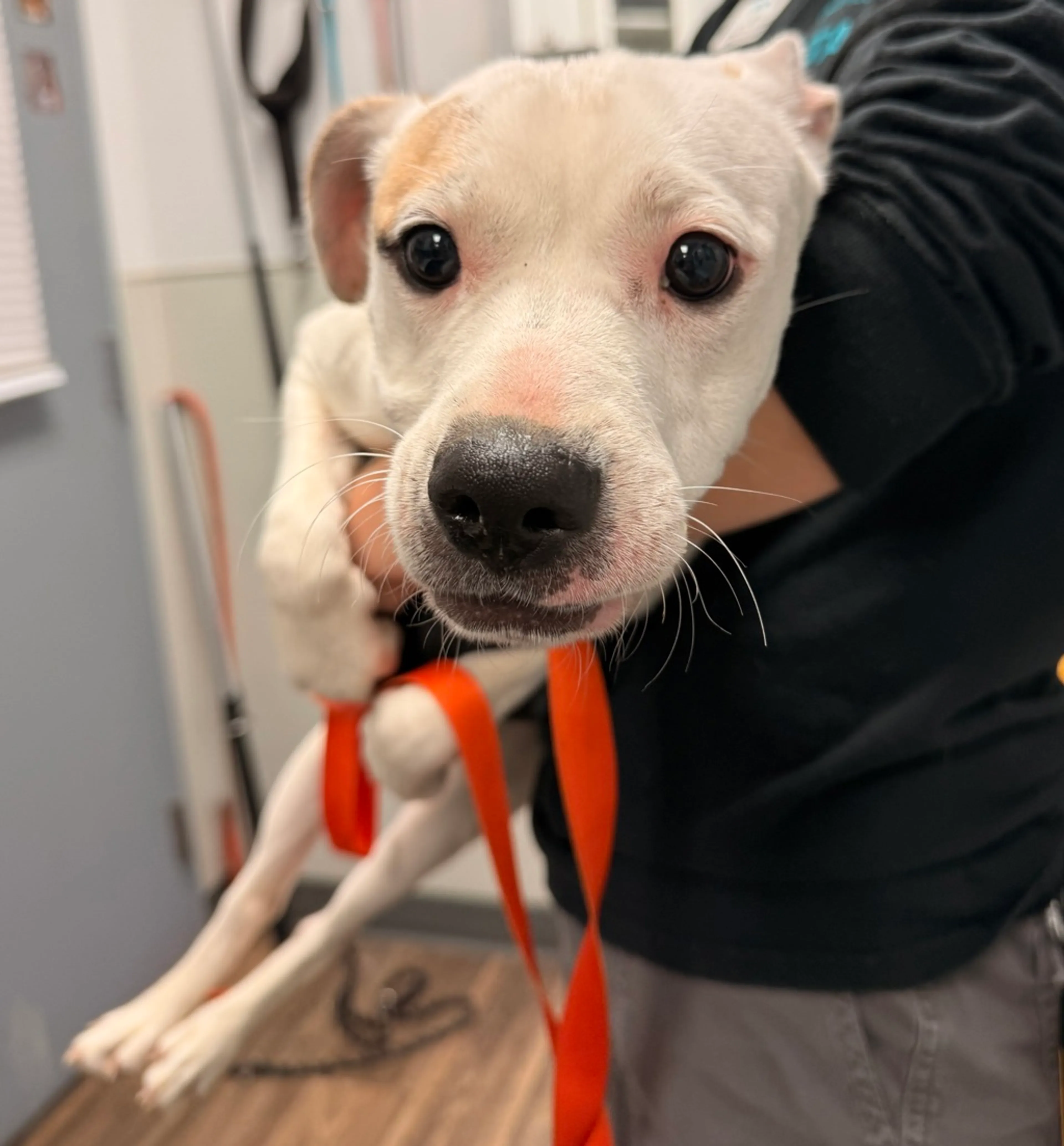 Found pet