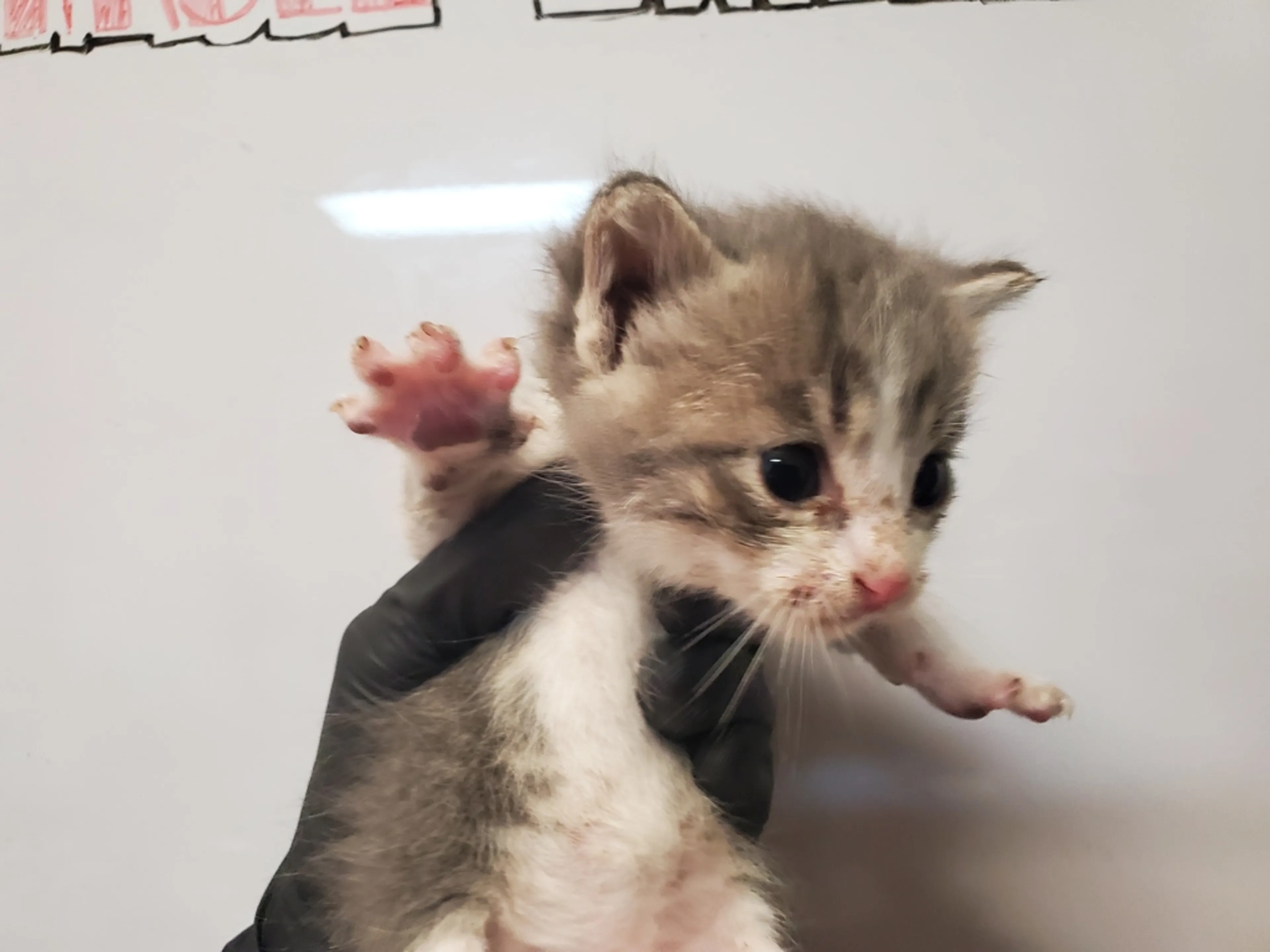 Found pet