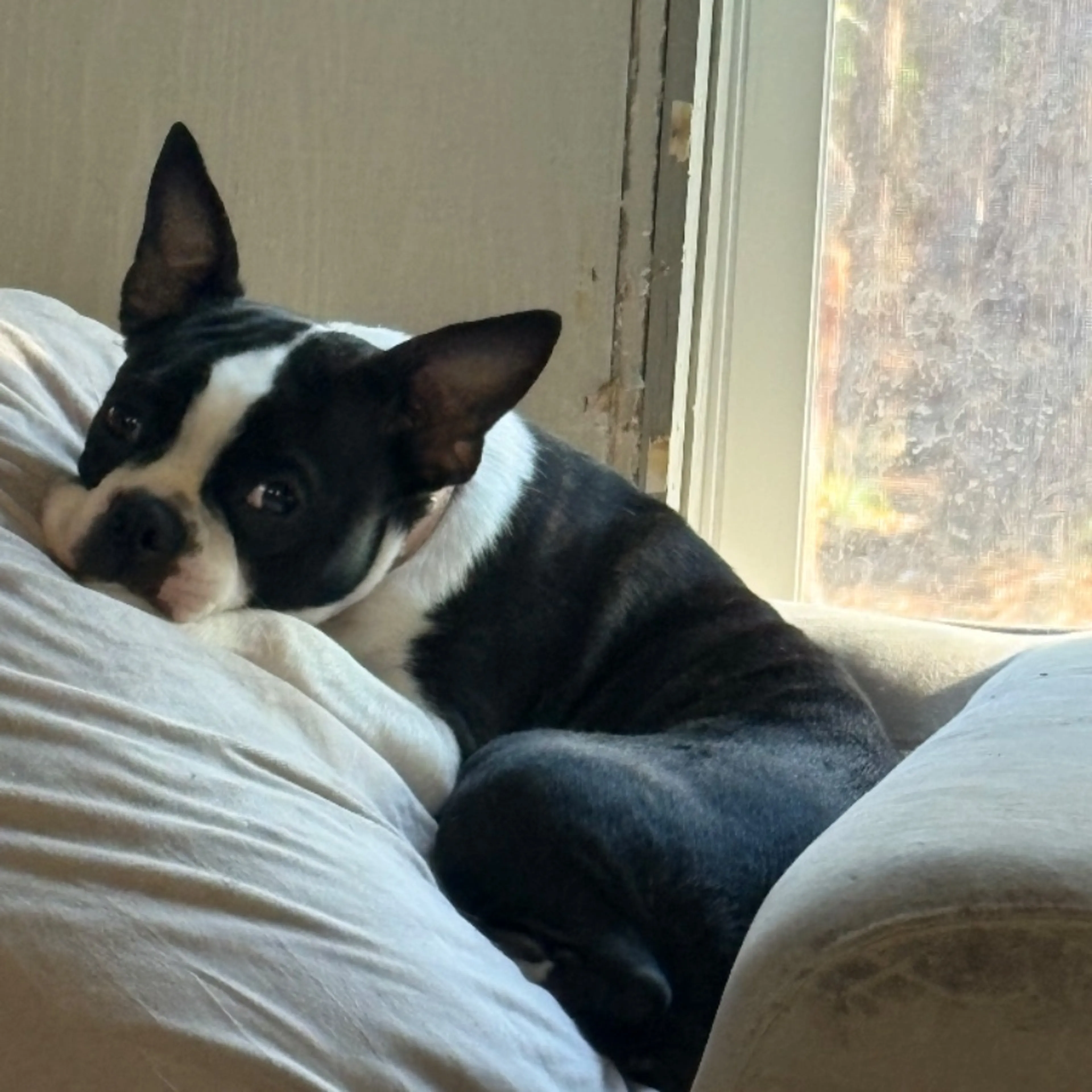 Lost pet