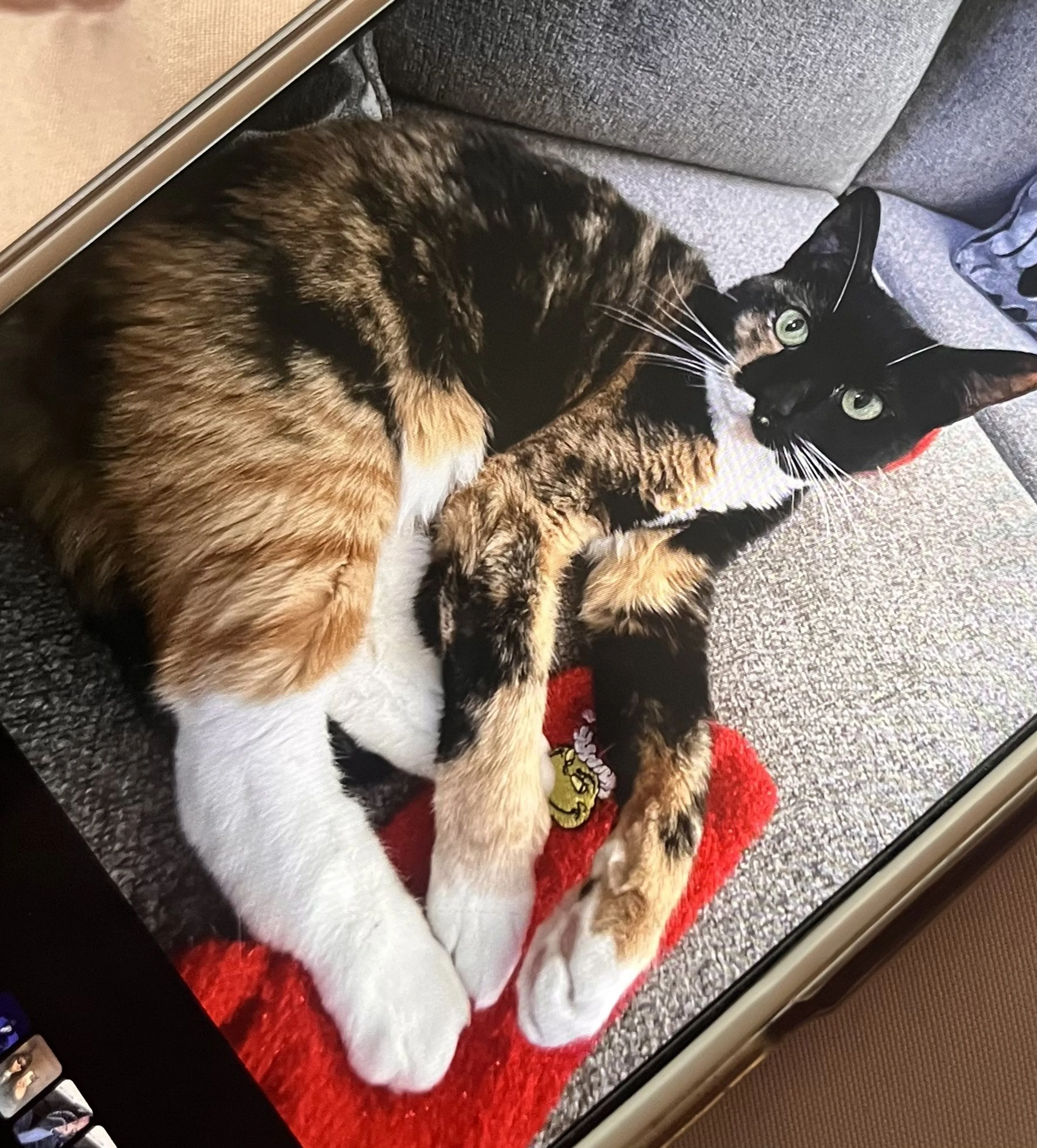 Lost pet-1