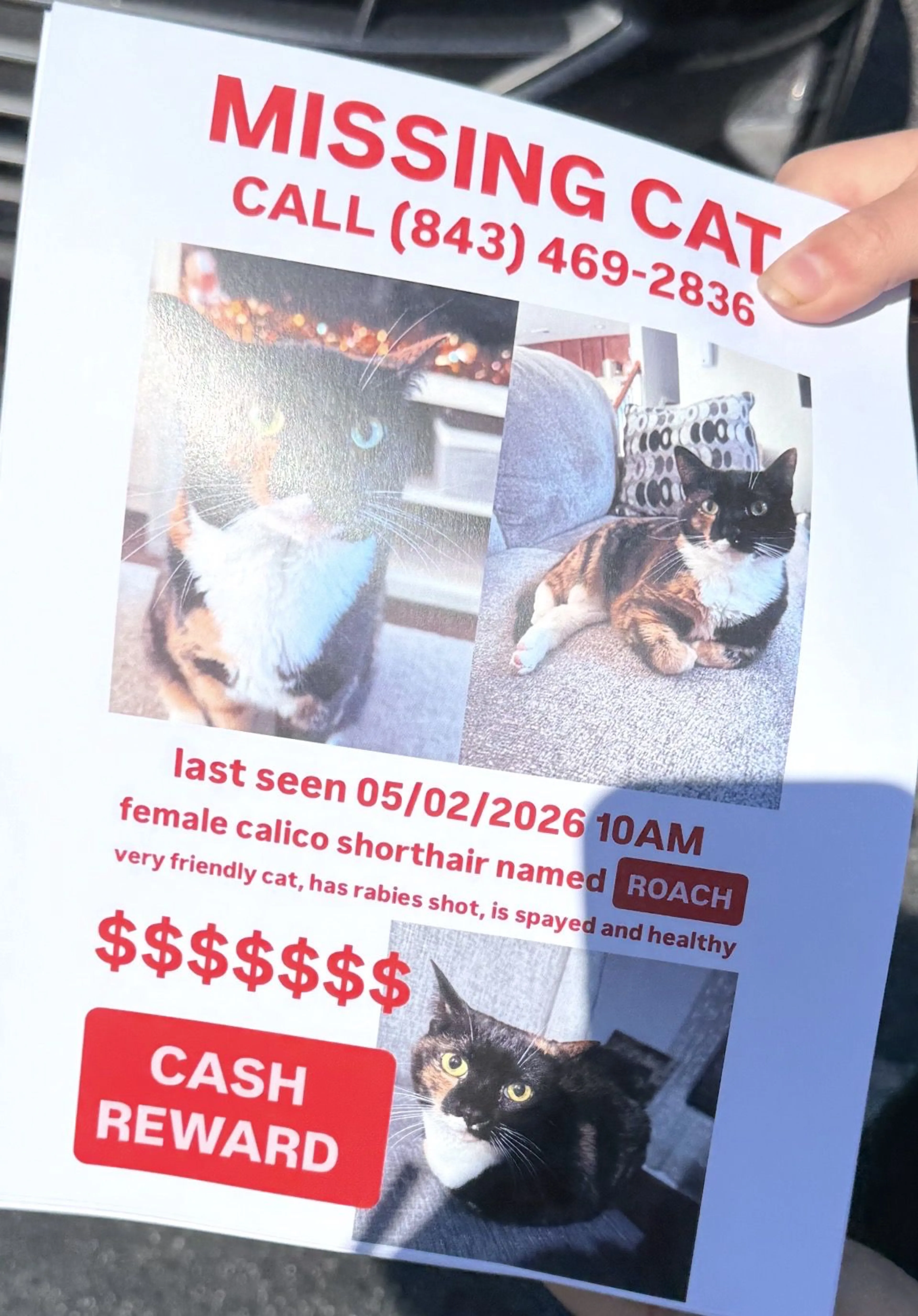 Lost pet-0