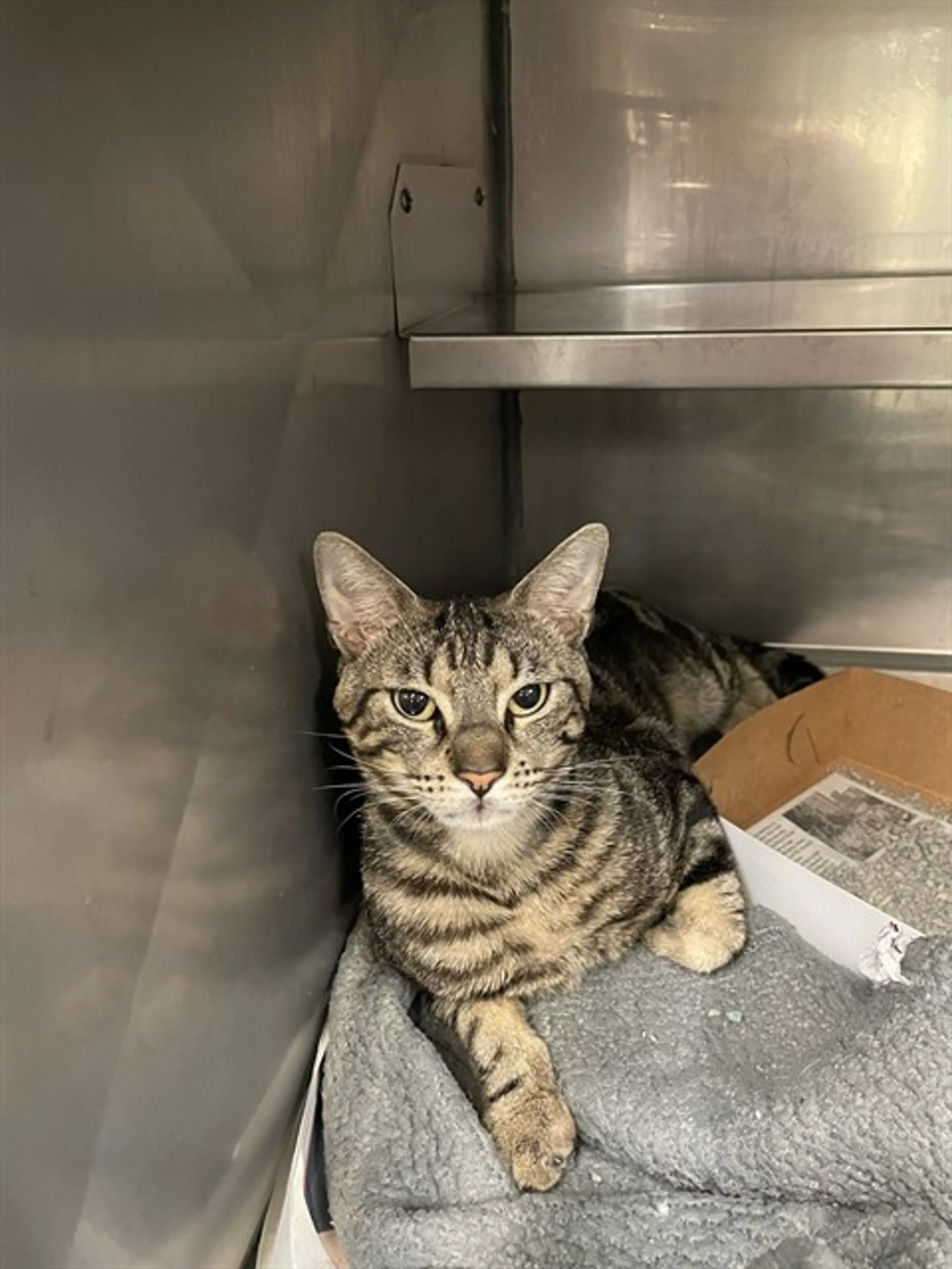 Found pet