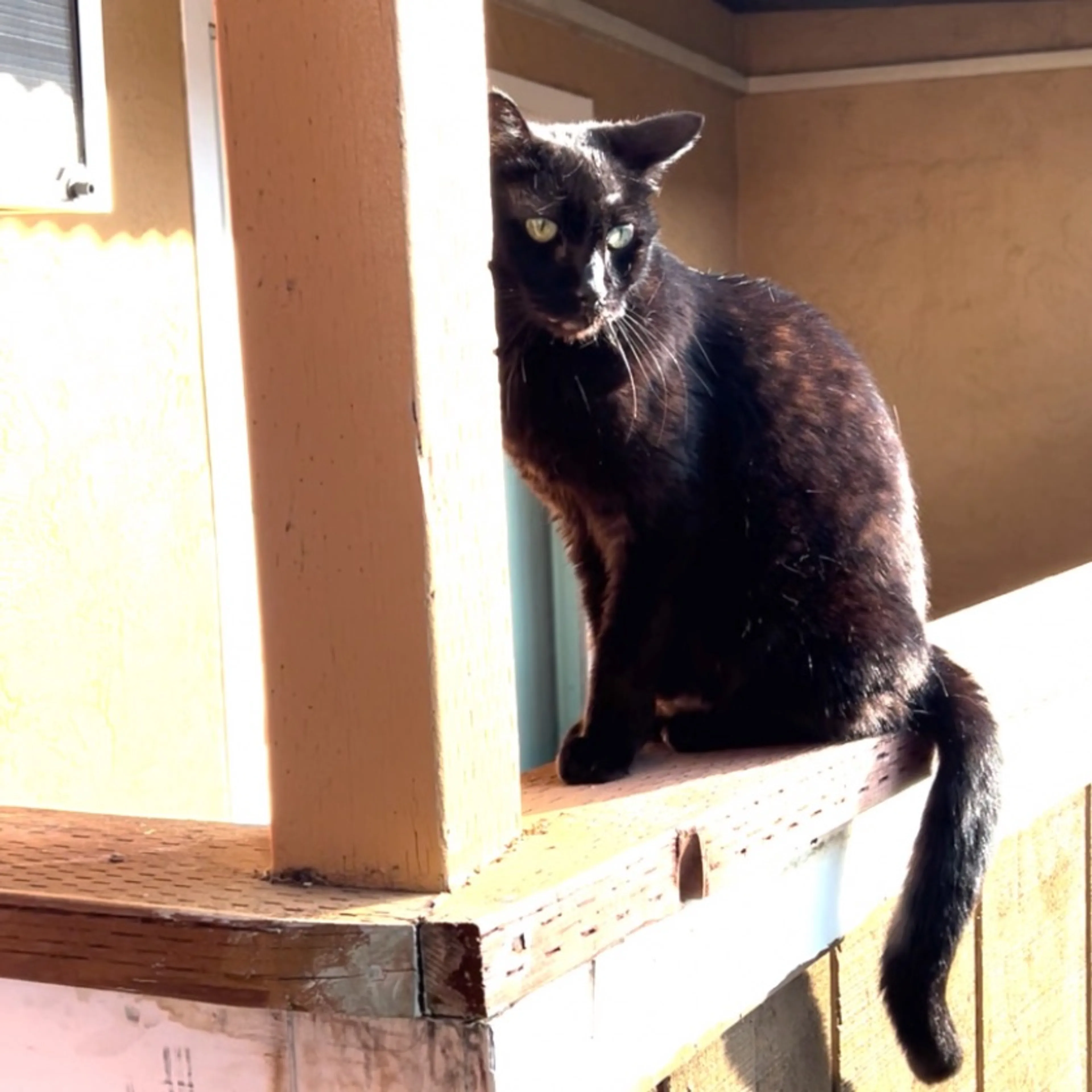 Lost pet