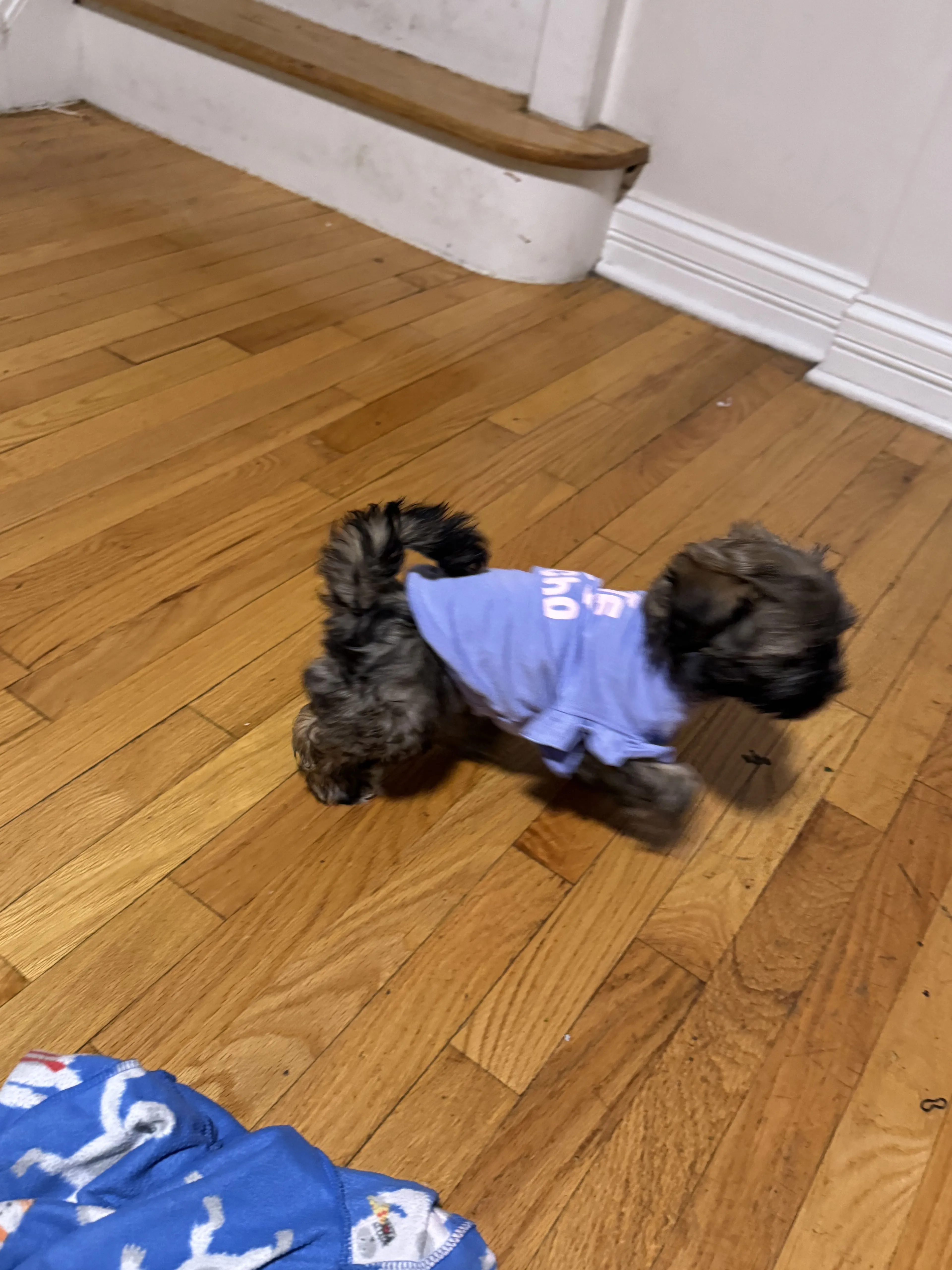 Lost pet-1