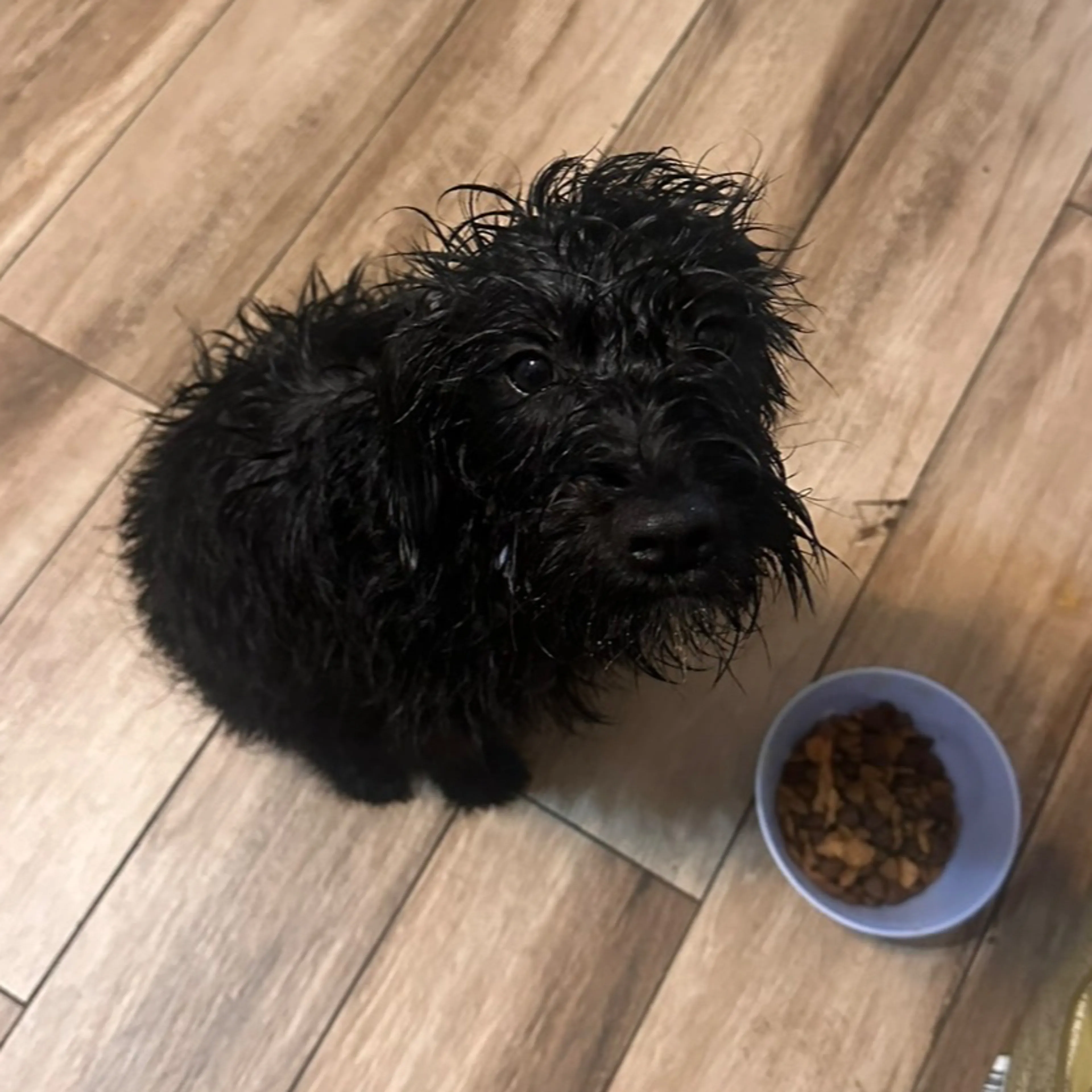 Lost pet-3