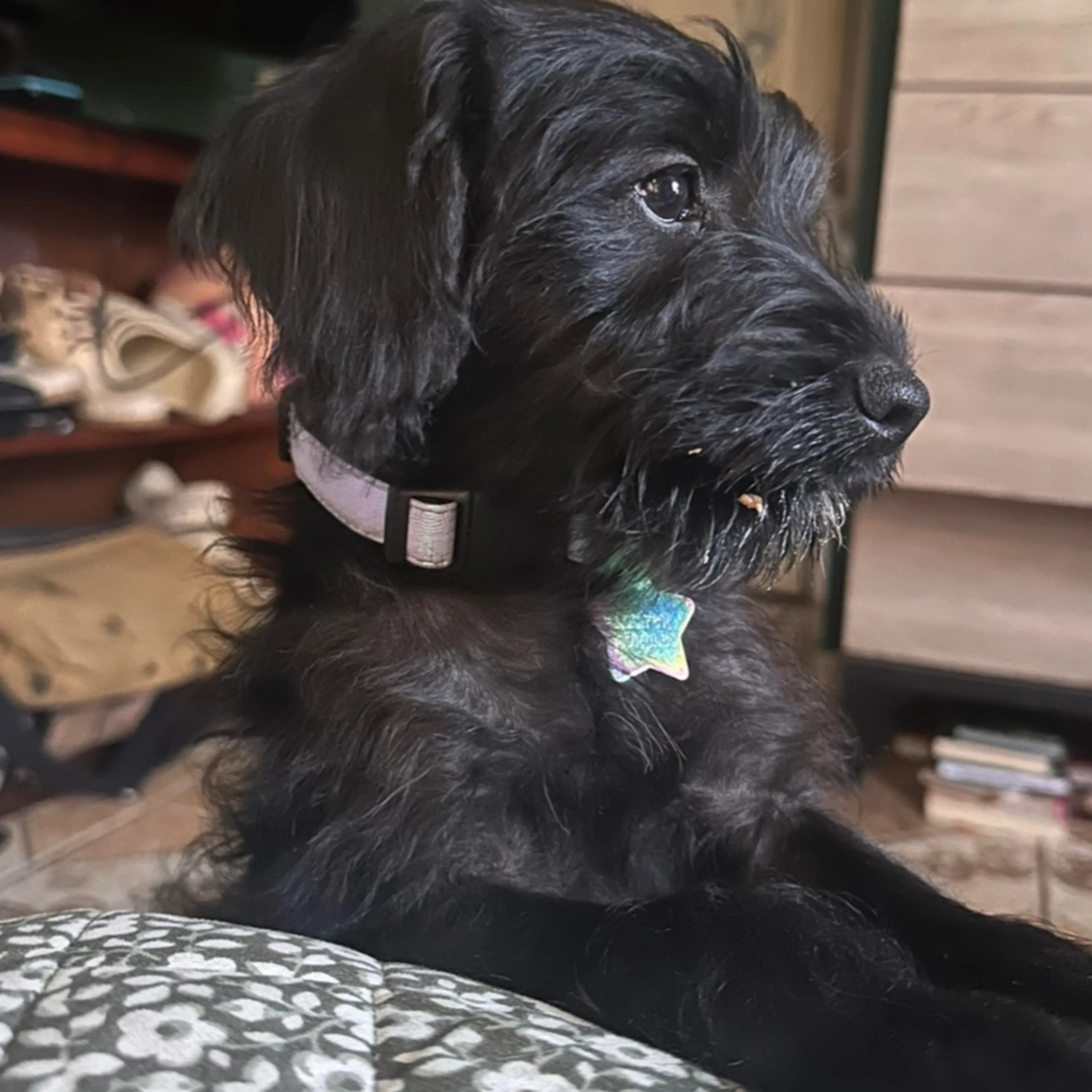 Lost pet-2