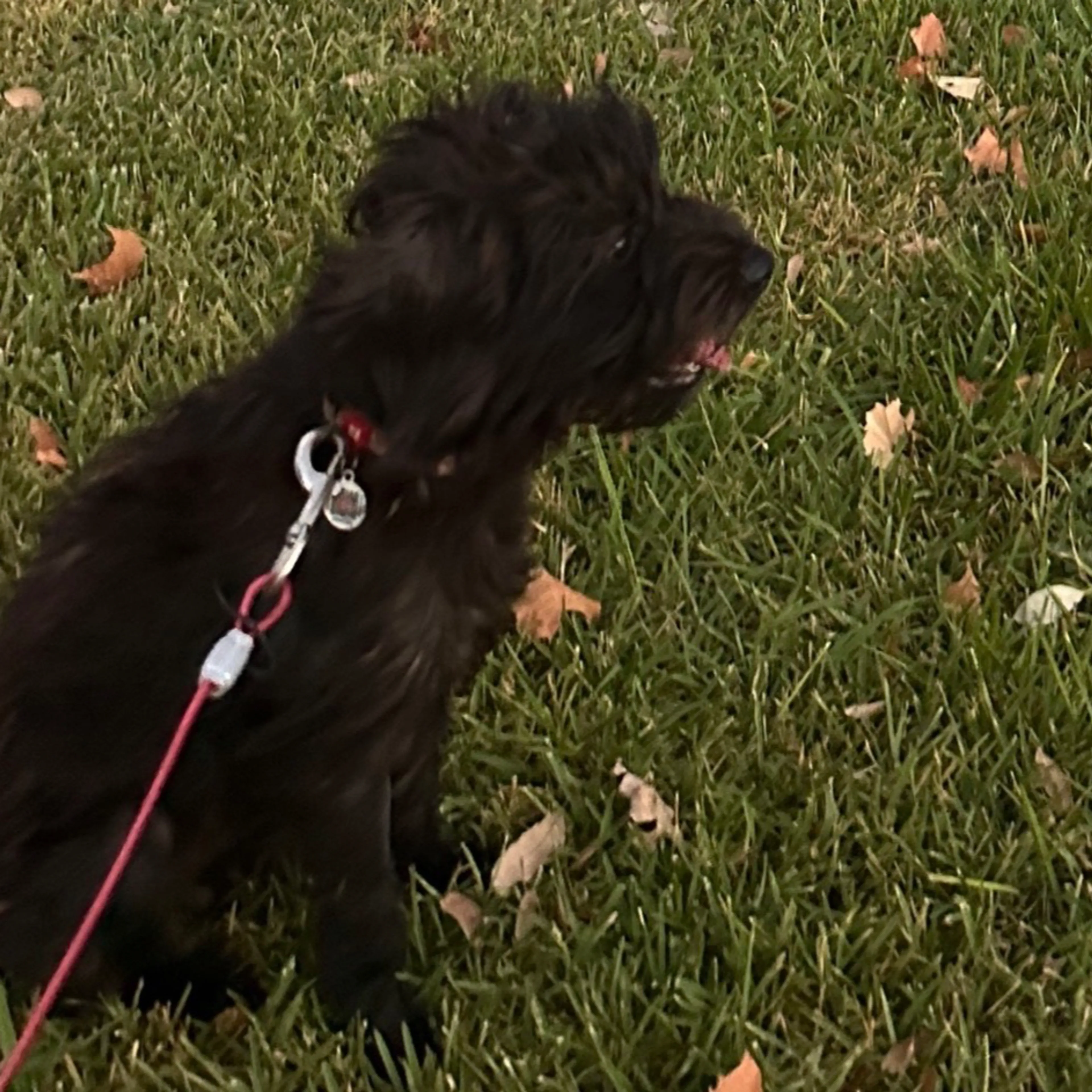 Lost pet-1