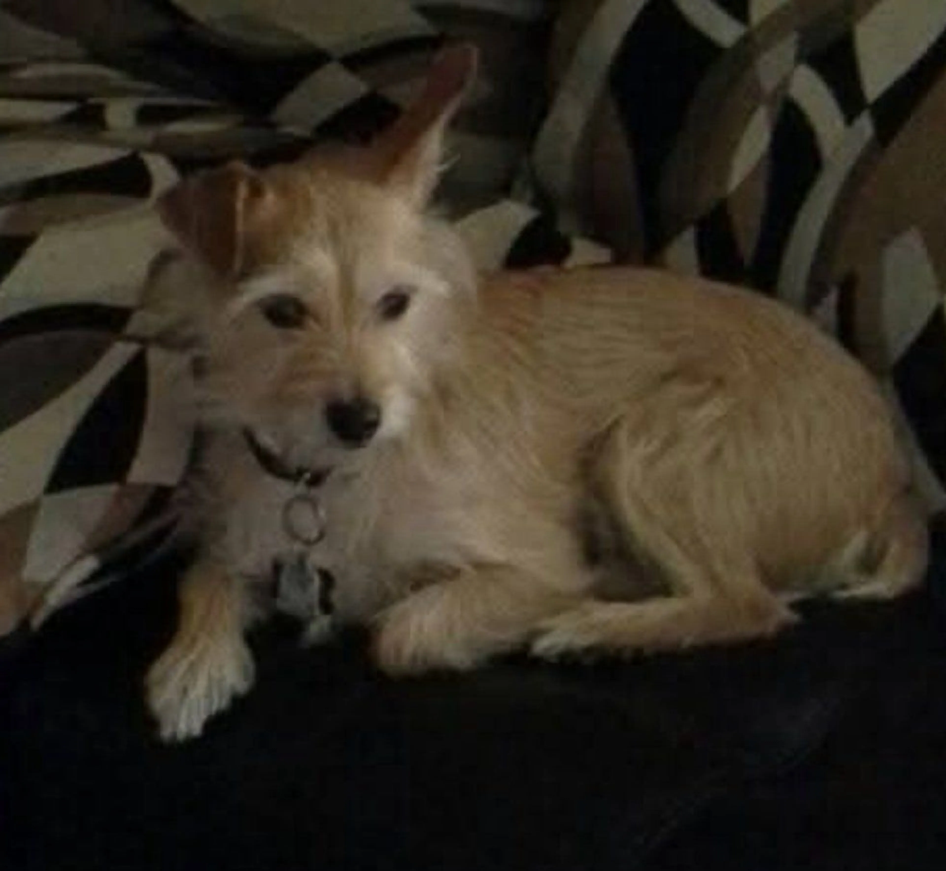 Lost pet-1