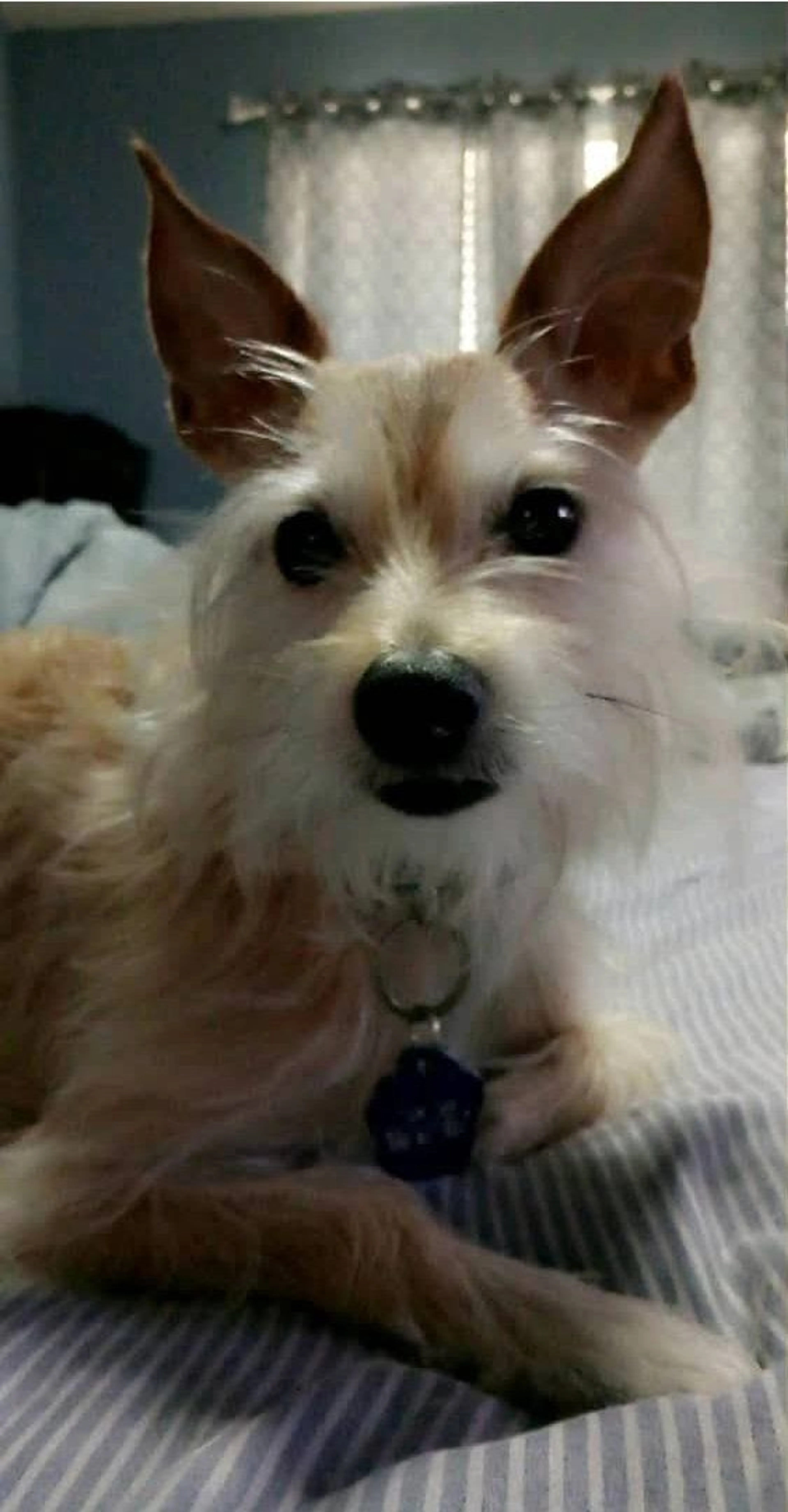 Lost pet-0