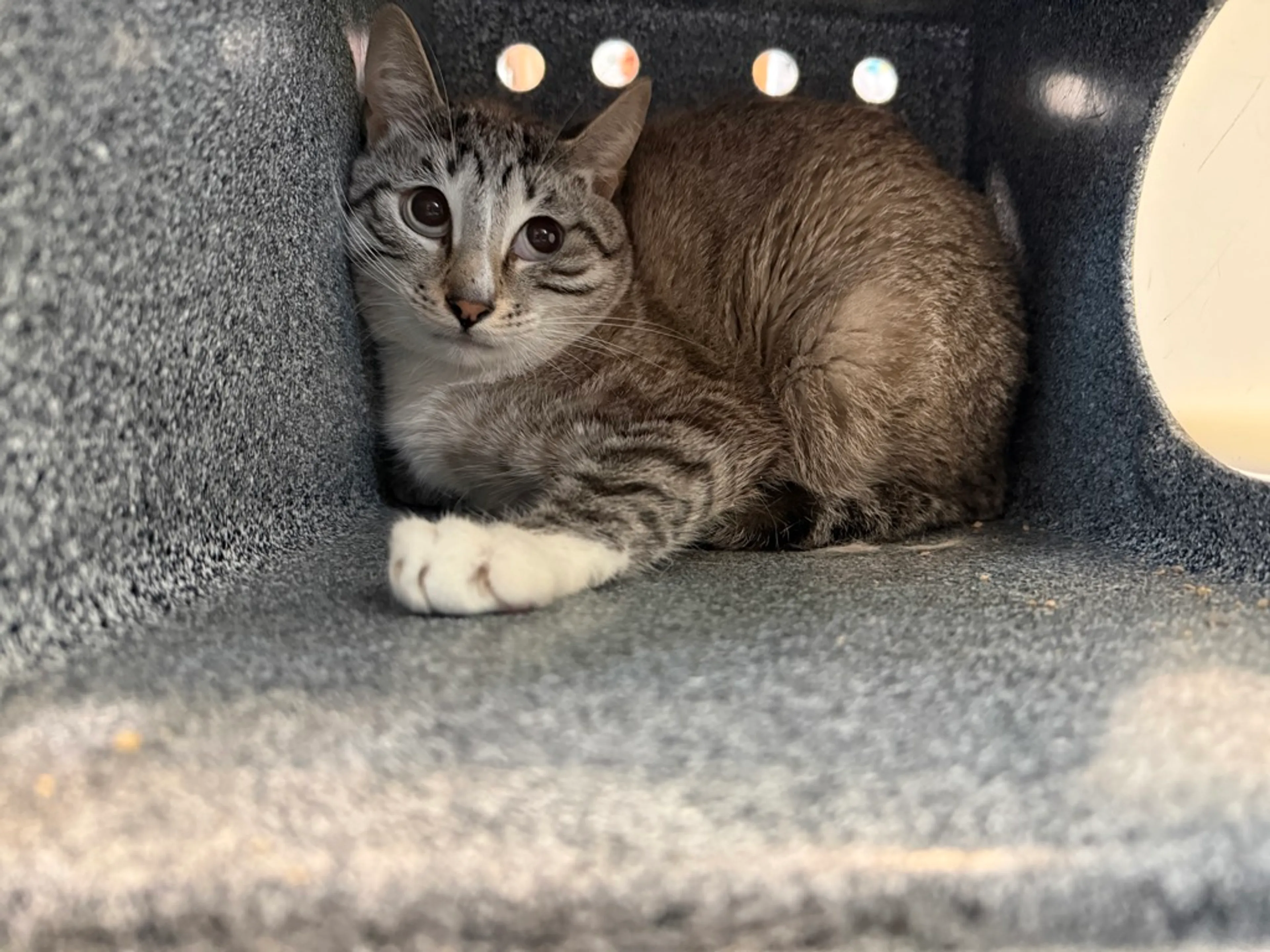 Found pet-1
