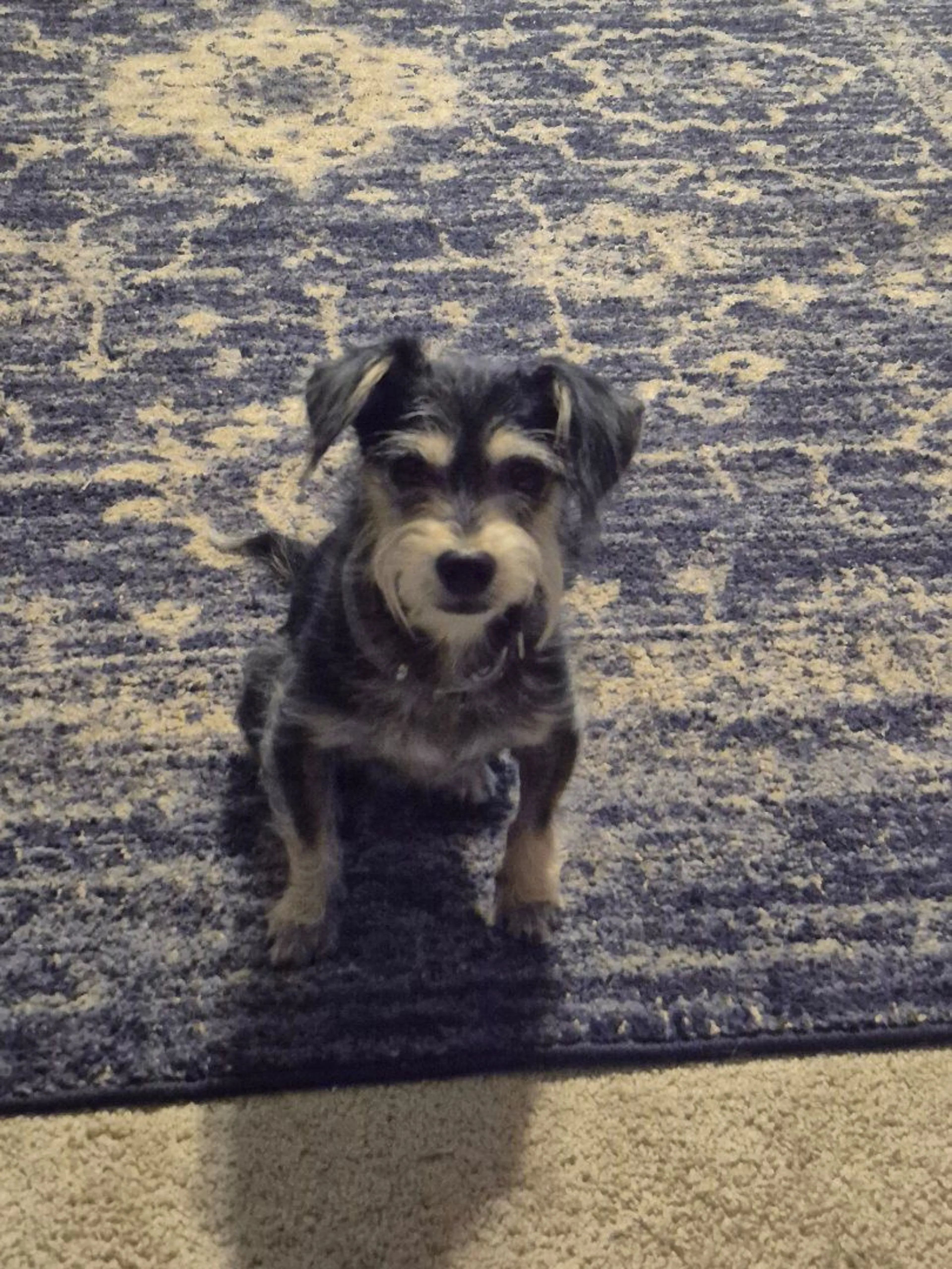 Lost pet-0