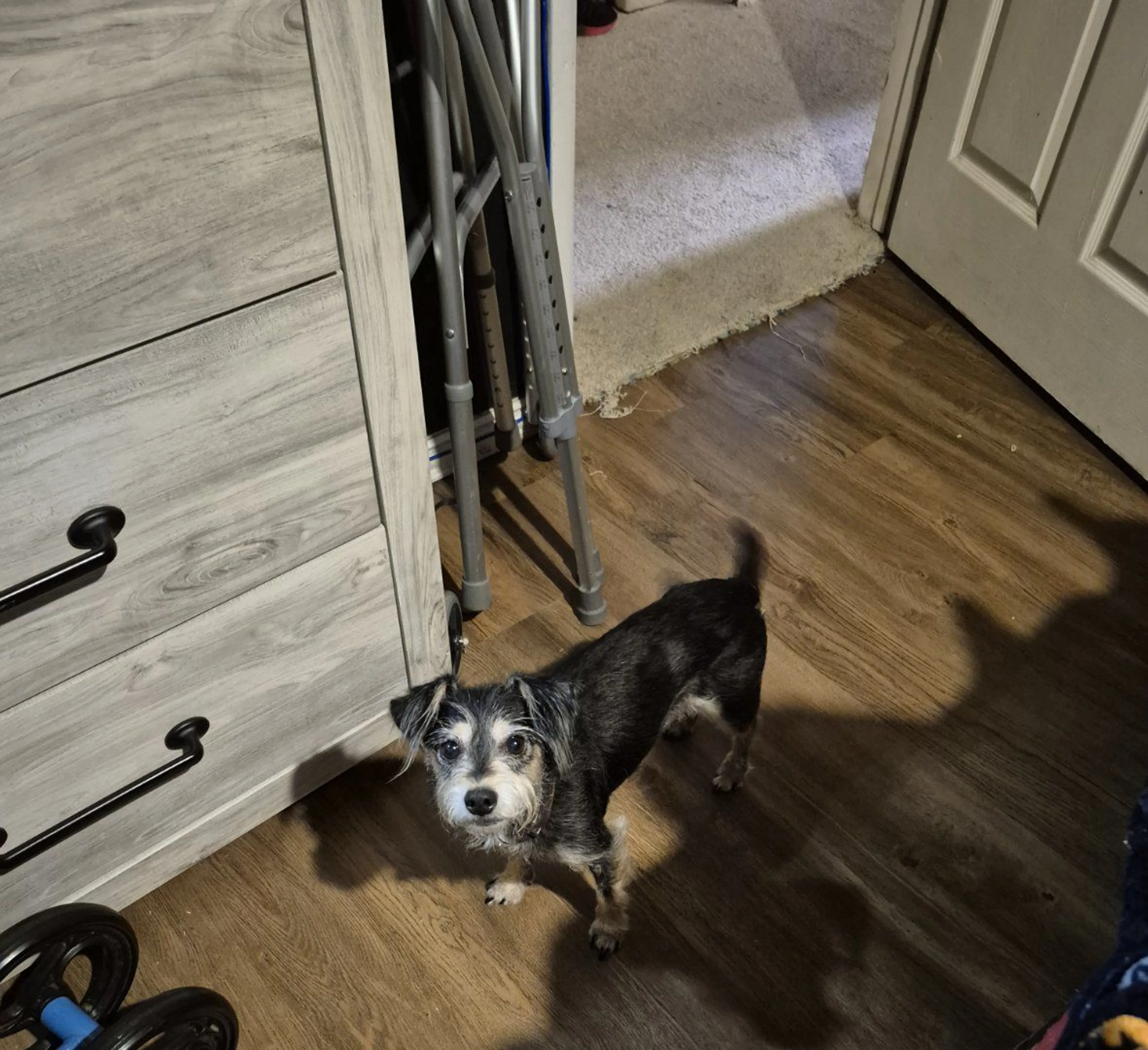 Lost pet-2