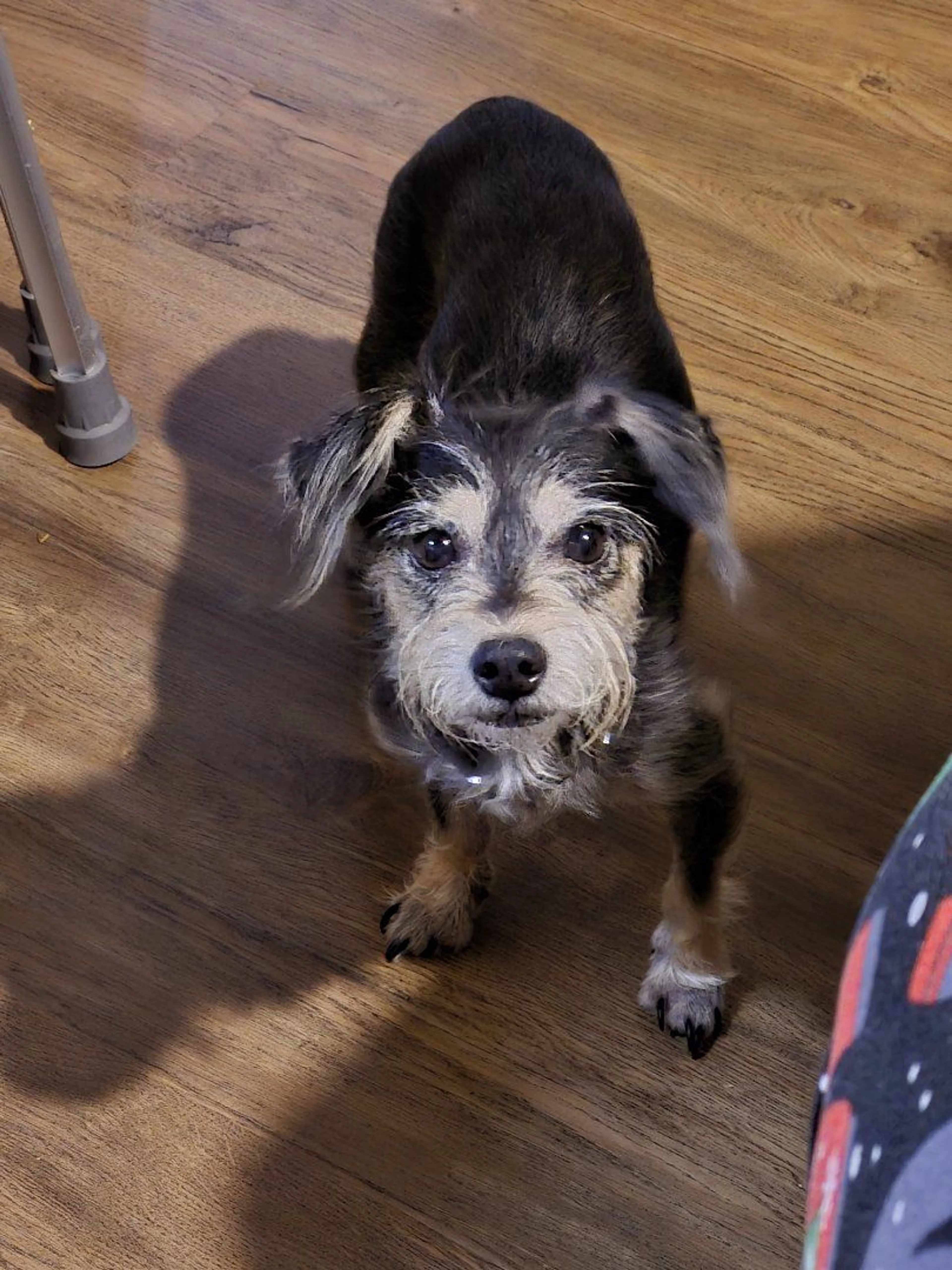 Lost pet-1