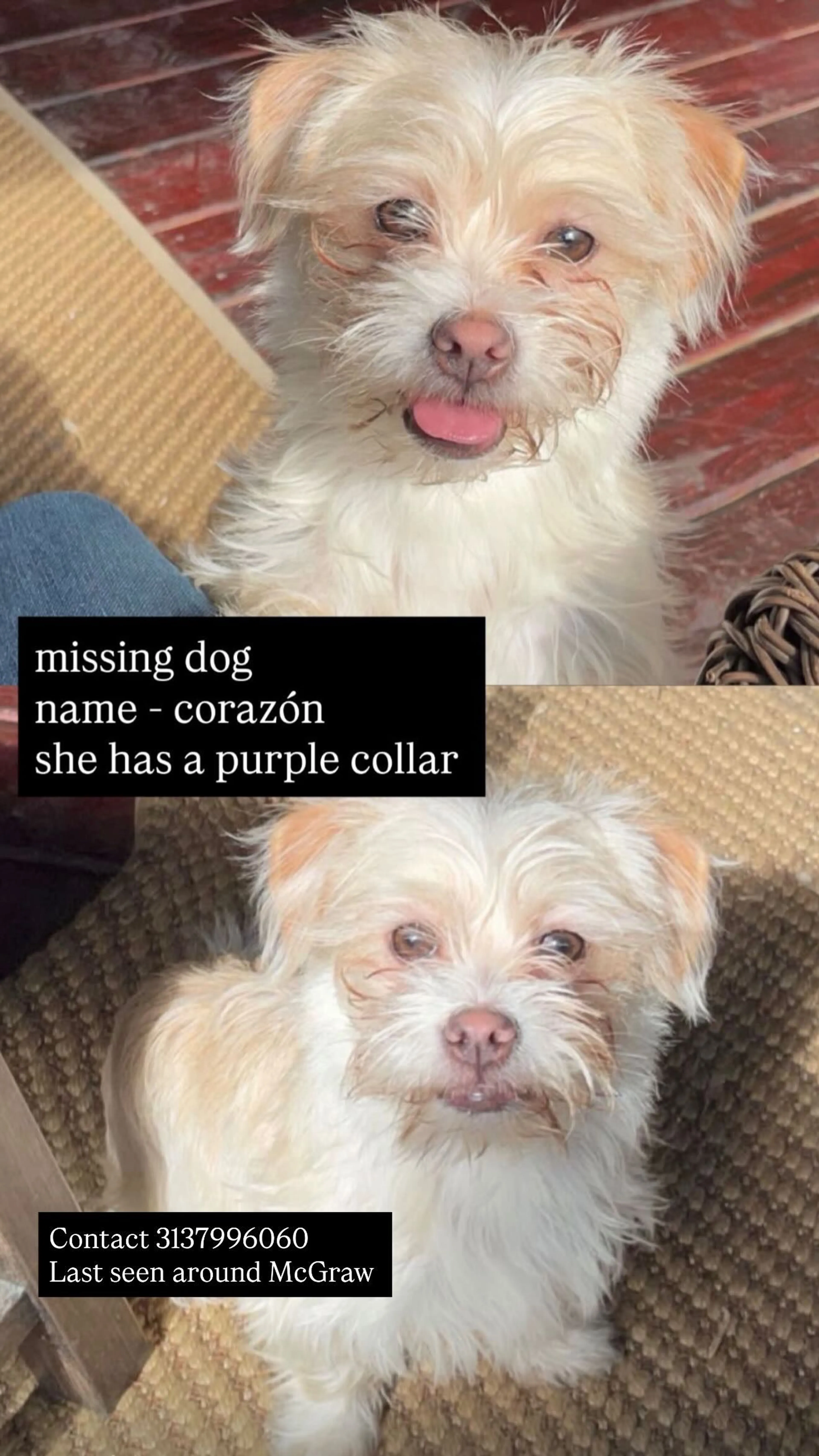 Lost pet