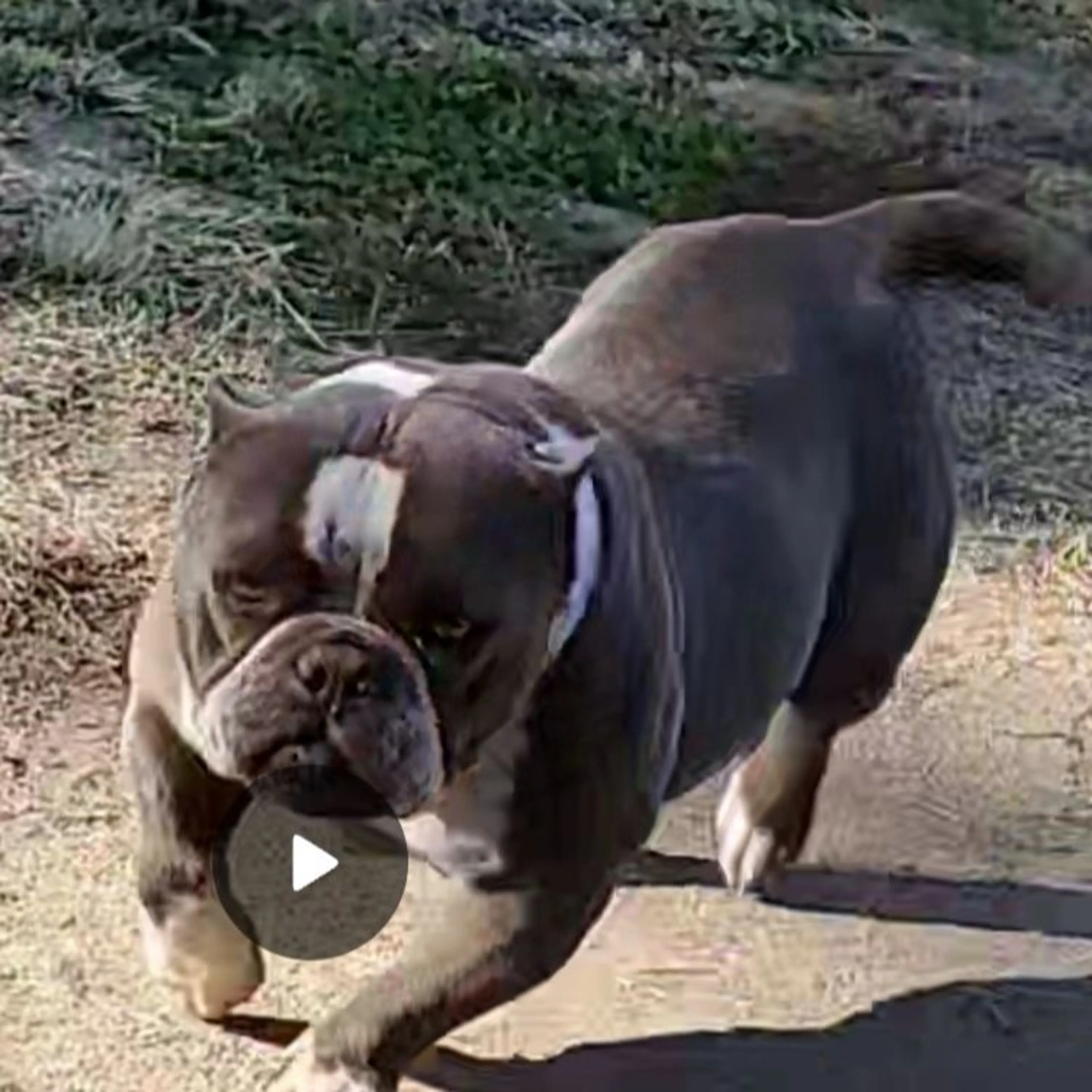 Lost pet